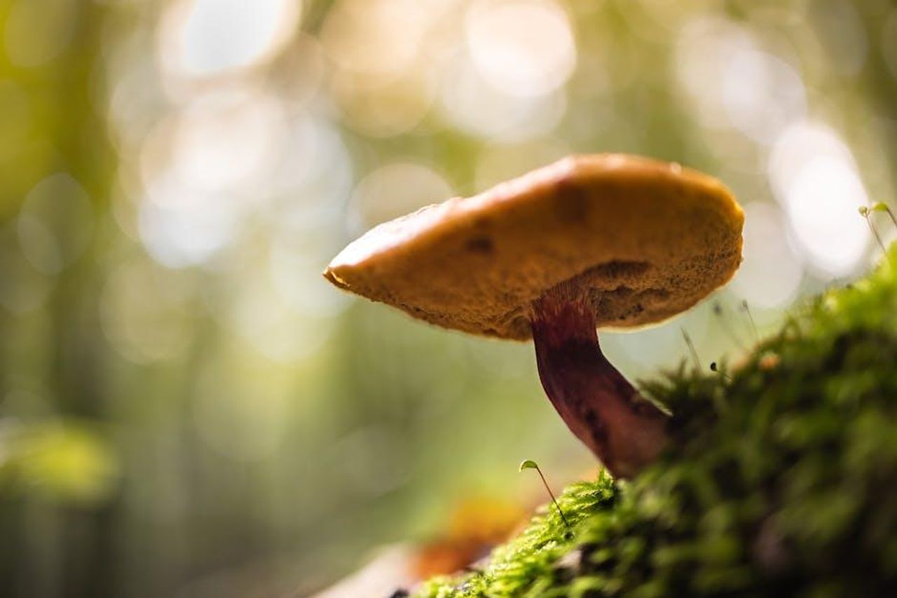Informazioni_sulla_Stagione_4_di_Raising_Kanan_mIyMmJ1E3x - Confidenze24 Source: Marek Piwnicki - pexels - Close-up of a wild mushroom in a forest setting, highlighting its natural beauty.