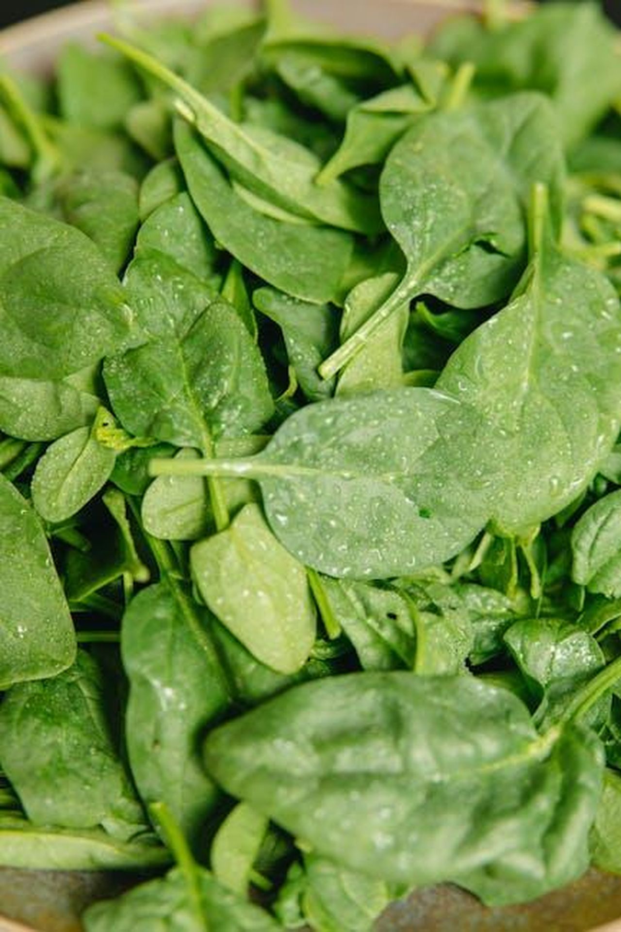 Ingredienti_e_preparazione_dellinsalata_HoRyr6bnrW - Confidenze24 Source: Yaroslav Shuraev - pexels - Vibrant green spinach leaves covered in refreshing water droplets, showcasing freshness and health.