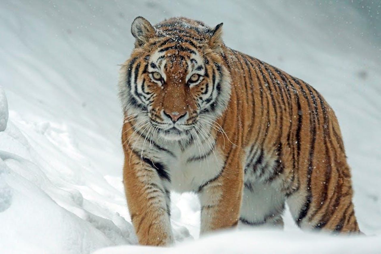 Jodie_Marsh_vuole_ridurre_il_seno_hRdaGdnAvl - Confidenze24 Source: Pixabay - pexels - A powerful tiger confidently prowls through a snow-covered landscape, embodying the essence of wildlife in winter.
