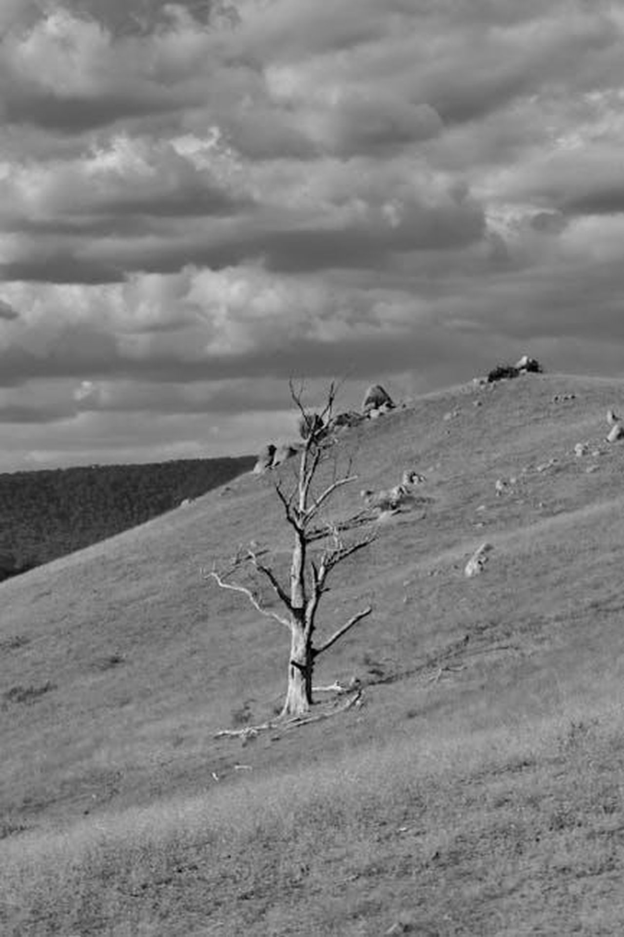 Justin_Hartley_Celebra_il_Rinnovo_di_Tracker_Stagione_3_2CnFRT4FdE - Confidenze24 Source: Chen Te - pexels - Black and white photo of a lone dry tree on a hill in Hartley, capturing the rugged natural landscape.