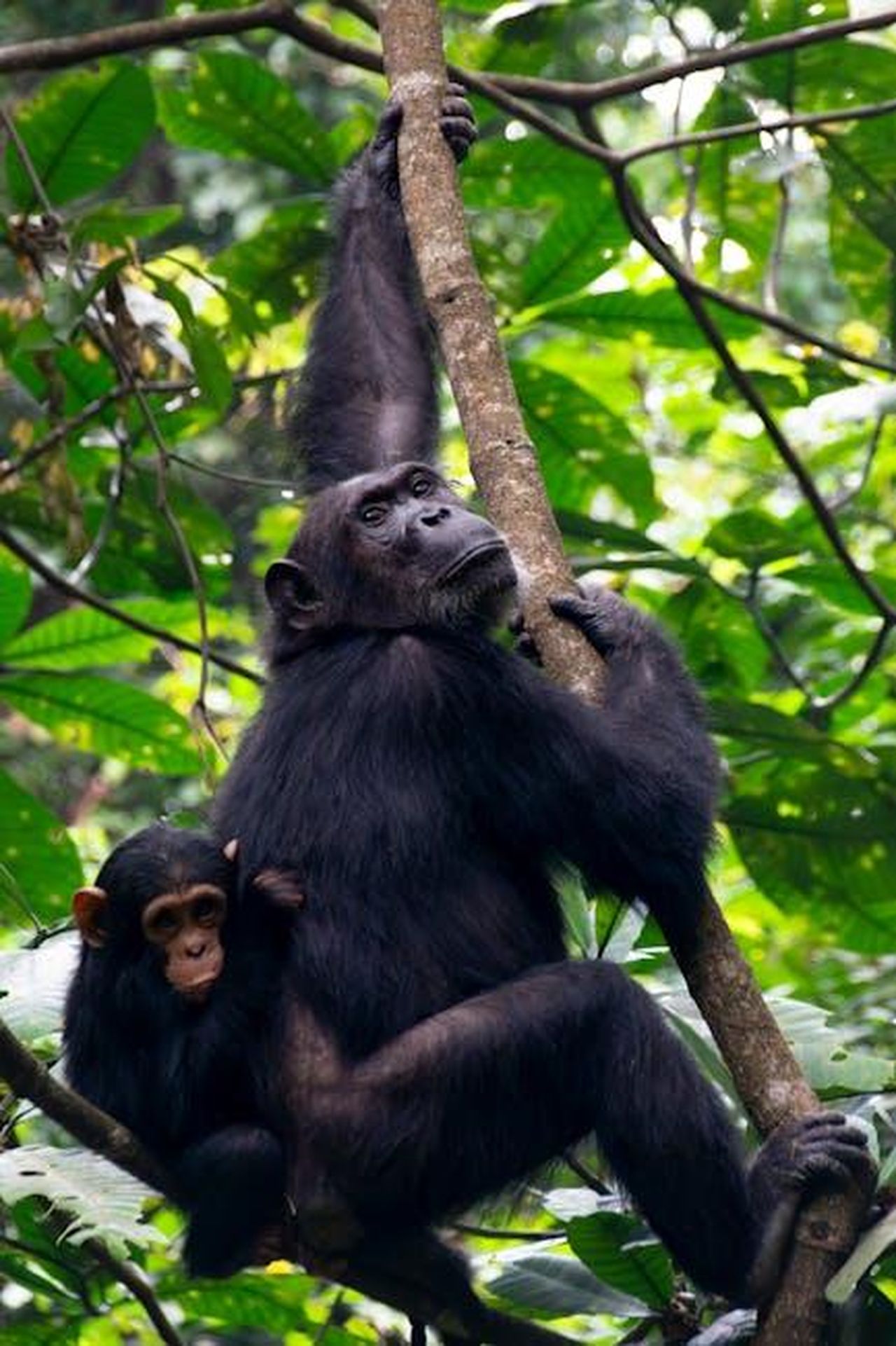 Kardashian_smentisce_le_voci_su_Mason_LY8uOlkDDN - Confidenze24 Source: David Paul - pexels - Chimps-in-Gombe-1
