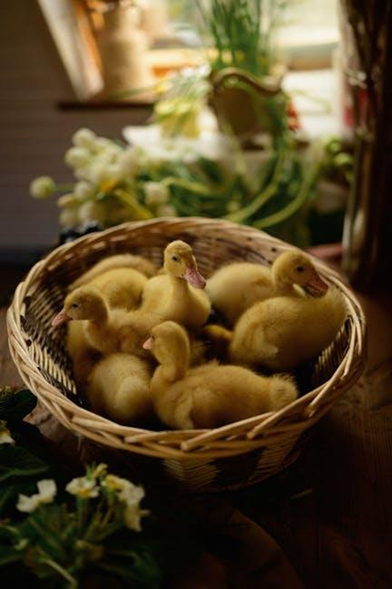 Kathy_Bates_e_il_suo_futuro_Sp6JdhAQWa - Confidenze24 Source: Liana Tril' - pexels - Cute yellow ducklings nestled in a wicker basket with plants and flowers nearby.