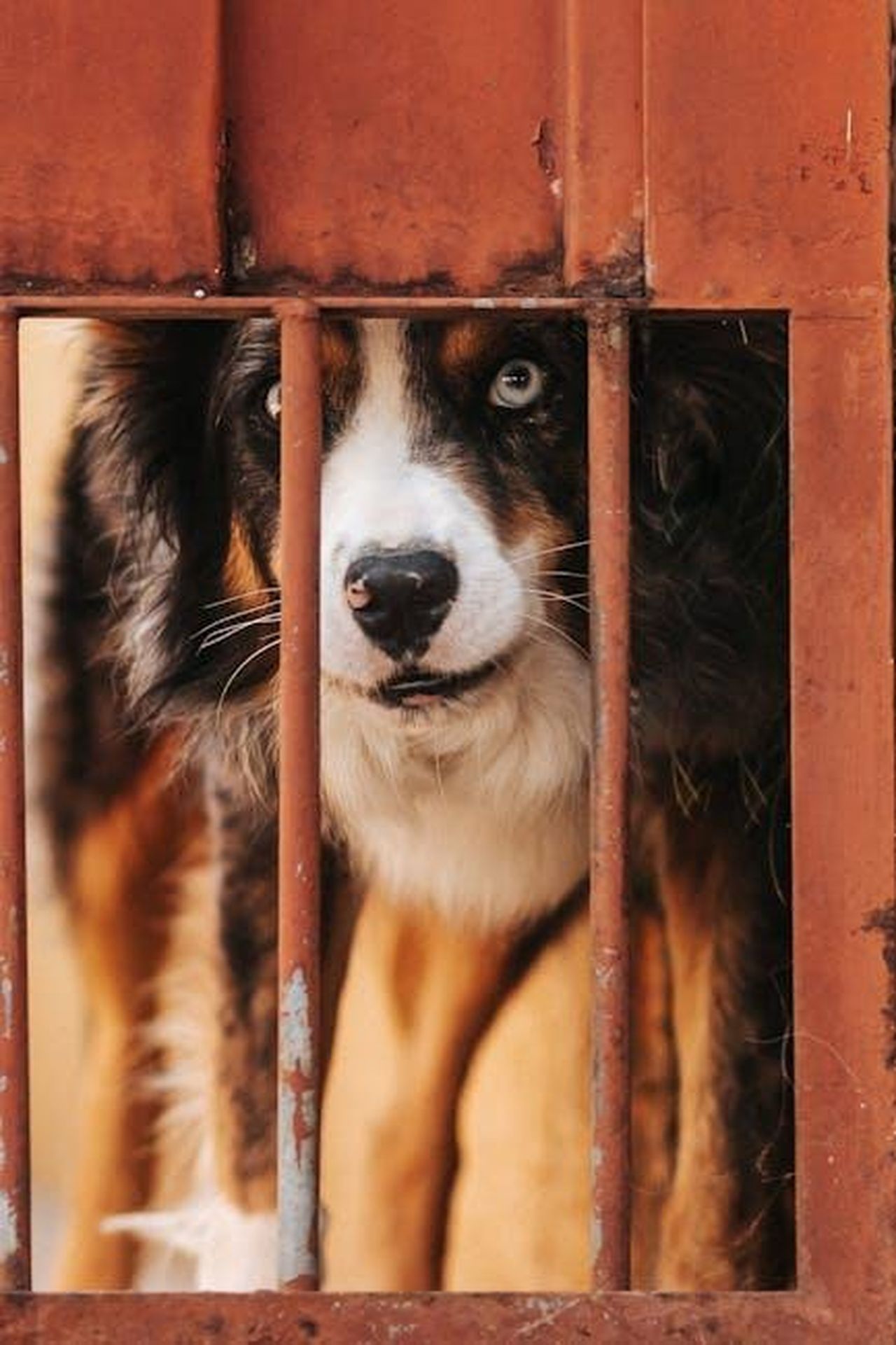 La_Perdita_del_Loro_Altro_Cane_0W4BDLqIS0 - Confidenze24 Source: Anderson Martins - pexels - A sad dog with blue eyes peeks through rusty bars in this emotional close-up shot.
