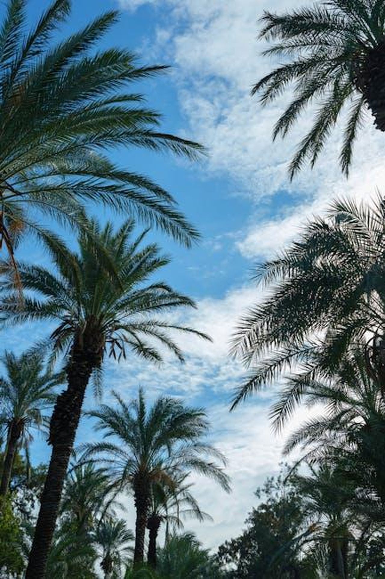 La_Stagione_2_di_Paradise_Riprender_da_Dove_Era_Rimasta_la_Stagione_1_AT4EyY2lsg - Confidenze24 Source: Engin Akyurt - pexels - beautiful palm trees and sky