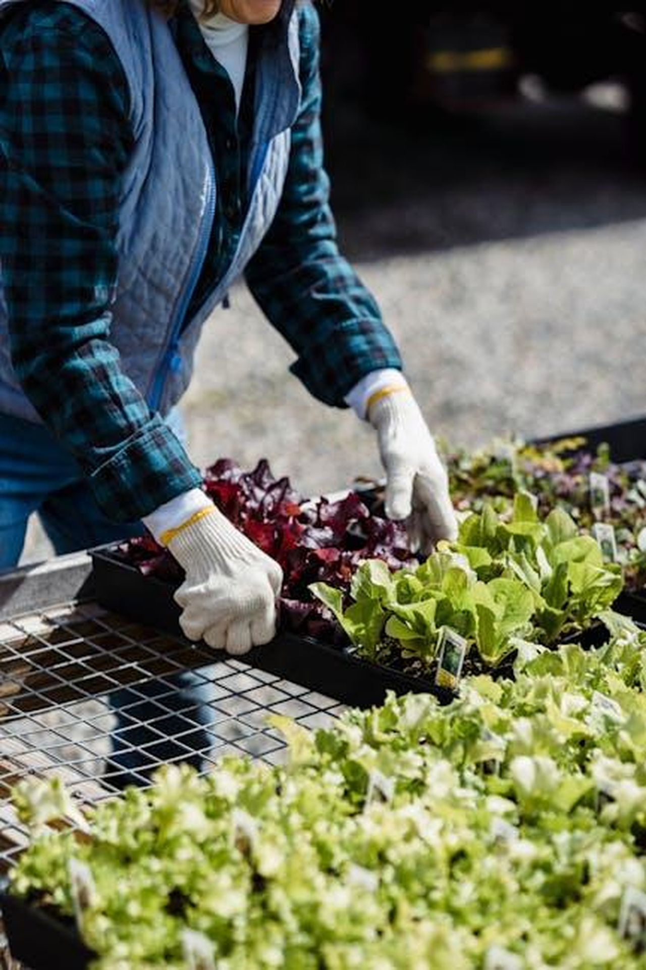 La_Stagione_4_di_Raising_Kanan_cosa_aspettarsi_CmPzR5osfP - Confidenze24 Source: Greta Hoffman - pexels - Person arranging seedlings in an outdoor plant nursery, hands wearing gloves.