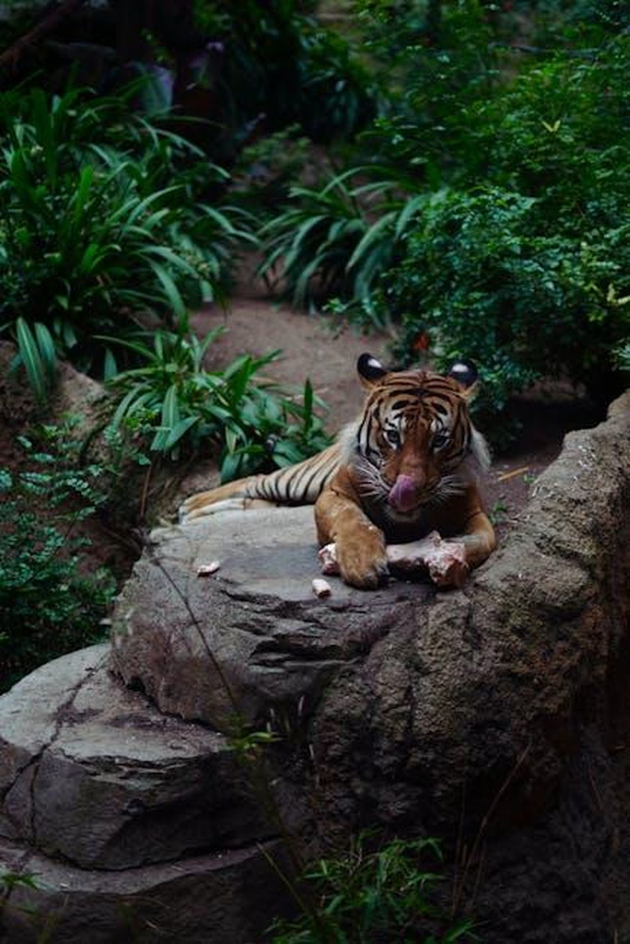 La_conferma_della_relazione_tra_Tiger_Woods_e_Vanessa_Trump_2HgFvG1aAd - Confidenze24 Source: Alexander Isreb - pexels - A tiger rests on a rocky surface in lush jungle surroundings, showcasing its natural habitat.