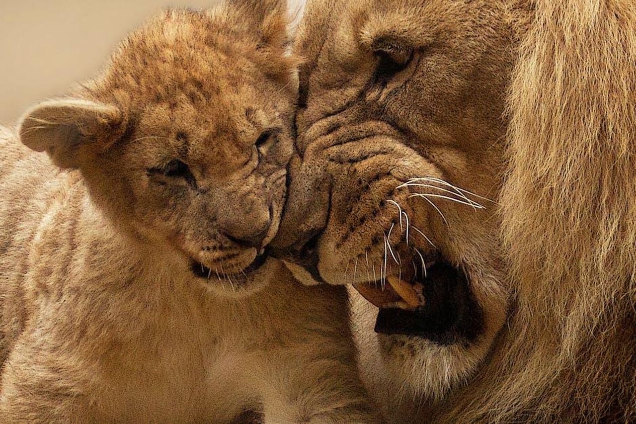 La_famiglia_di_Rumer_e_il_suo_legame_con_Louetta_wohb67j1Hy - Confidenze24 Source: Pixabay - pexels - Tender moment shared between a lion and its cub, showcasing the familial bond in the wild.