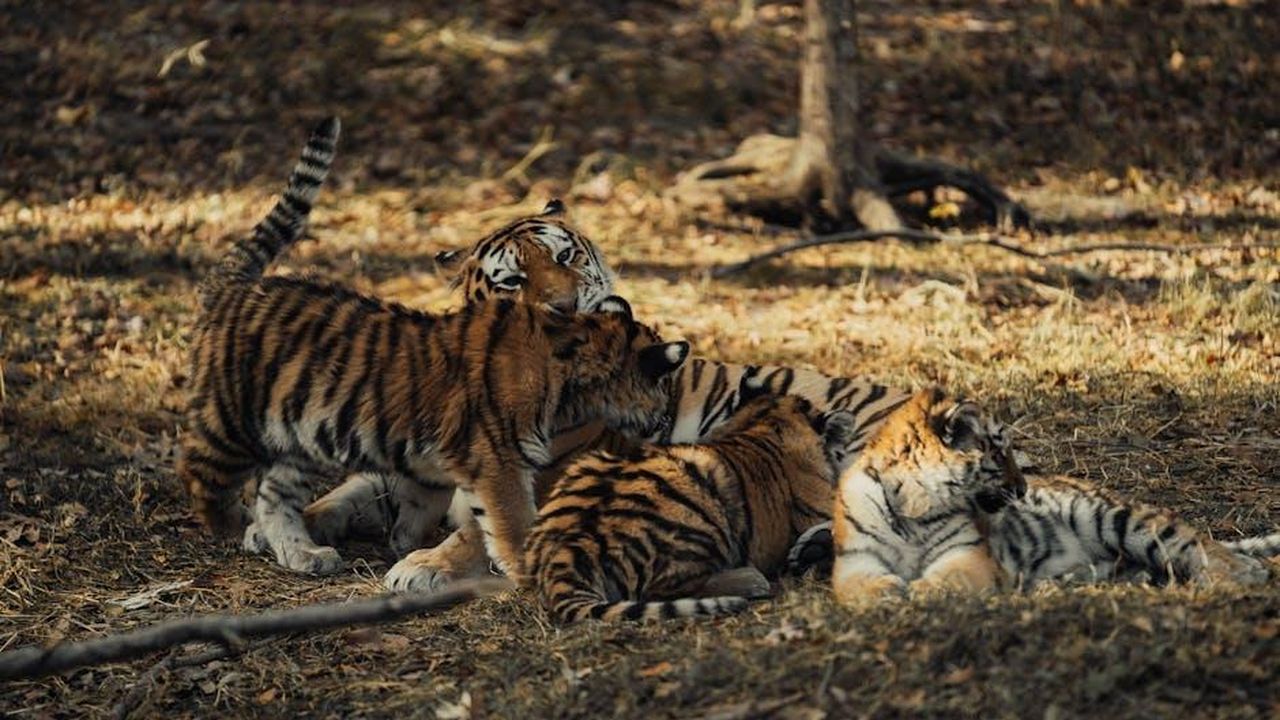 La_storia_damore_con_Tiger_Woods_tqBEx3iiBJ - Confidenze24 Source: Caleb Falkenhagen - pexels - Adorable tiger cubs playing together in a forest setting during daytime.