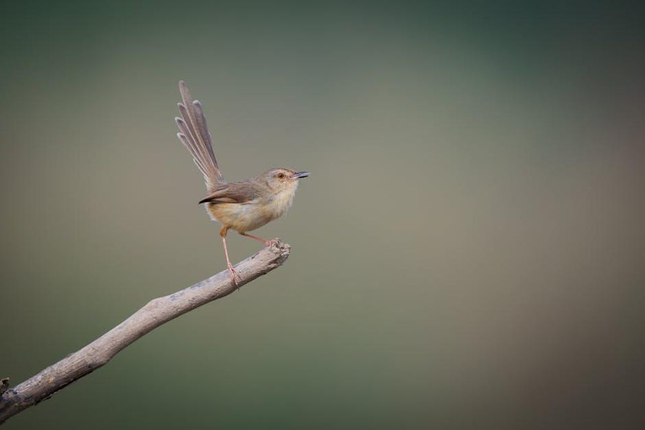 La_vittoria_di_El_Mal_come_Miglior_Canzone_CSLHzq4s3W - Confidenze24 Source: Bitnik Gao - pexels - A serene image of a wren bird perched on a branch with a blurred background.