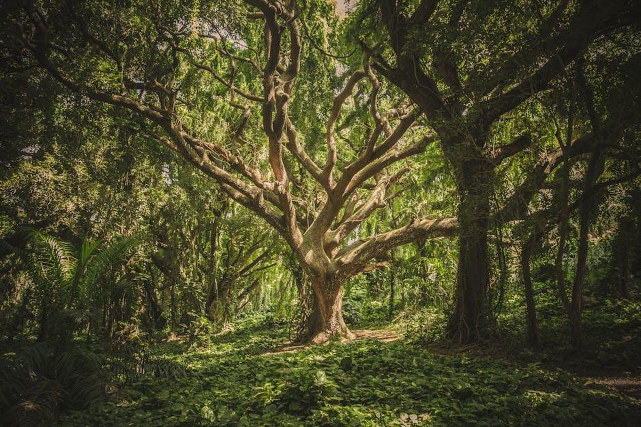 Lalbero_genealogico_complicato_di_Rod_mugxuR4sgj - Confidenze24 Source: vee terzy - pexels - Captivating view of a sprawling ancient tree in a verdant forest setting, perfect for nature backgrounds.