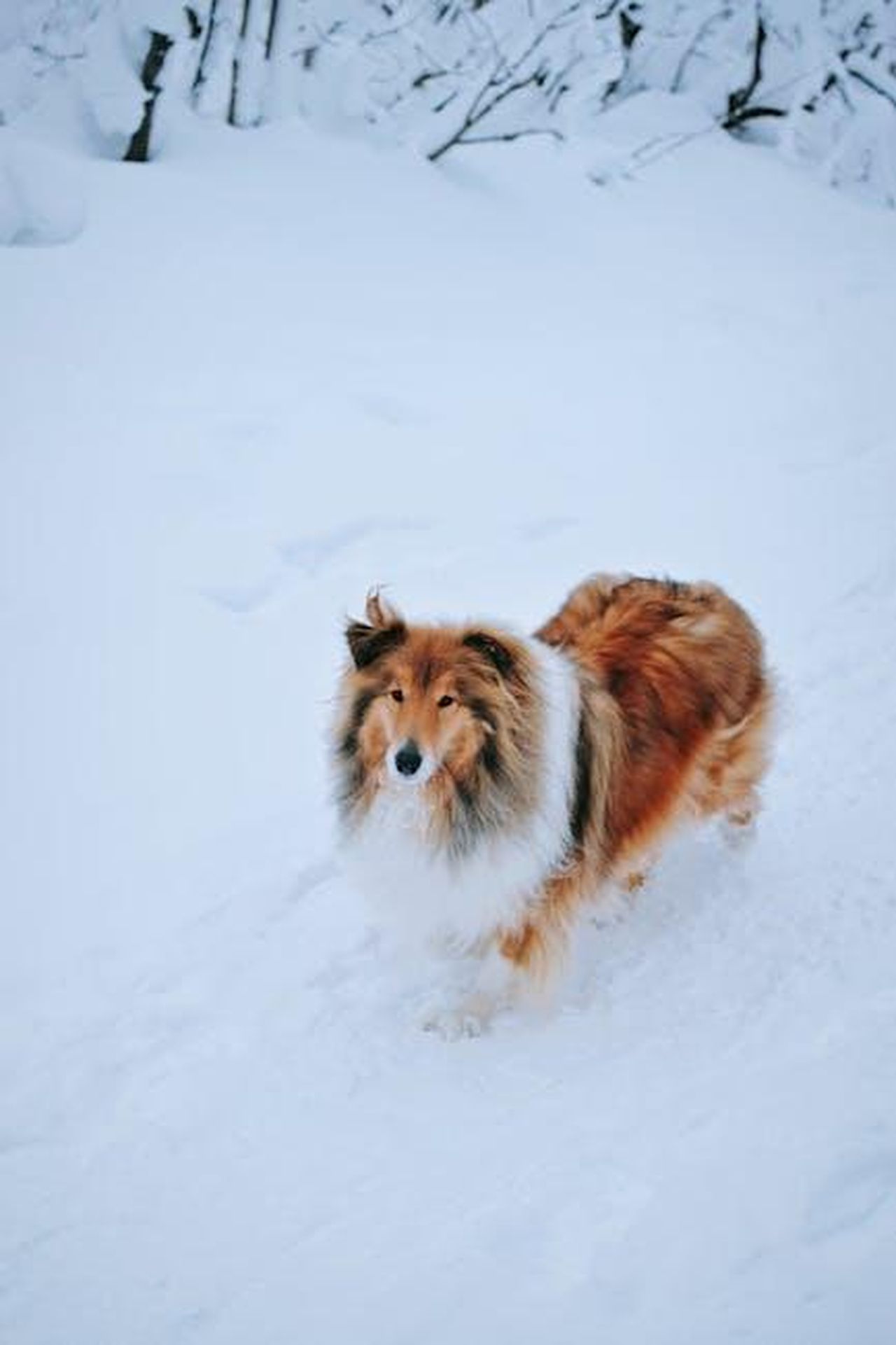 Lassie_19541973_uyuuUl9Hx4 - Confidenze24 Source: Darya Grey_Owl - pexels - A fluffy collie dog stands in a serene snow-covered landscape, exuding warmth amidst the cold.