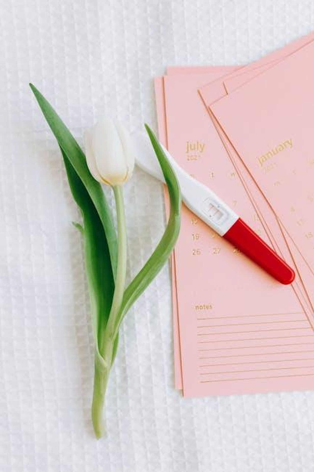 Le_accuse_di_Vivian_Musk_contro_il_padre_kkgnX9EE98 - Confidenze24 Source: Nataliya Vaitkevich - pexels - Close-up of a pregnancy test and tulip on a calendar, symbolizing new beginnings.