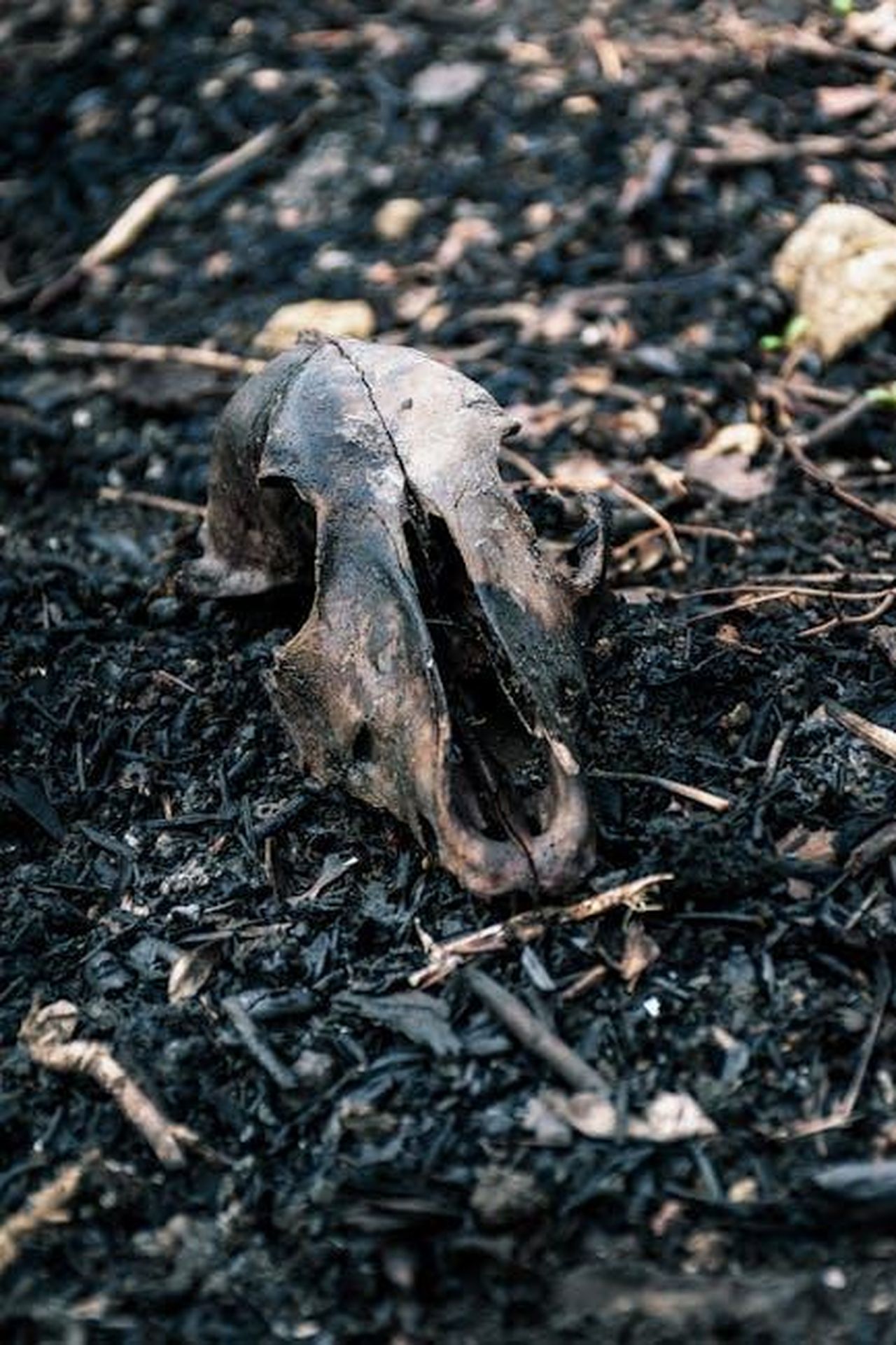Le_circostanze_della_morte_di_Gene_e_Betsy_JAq2PGBdLo - Confidenze24 Source: Gilmer Diaz Estela - pexels - A detailed close-up of a charred animal skull on burnt ground, symbolizing decay and waste.