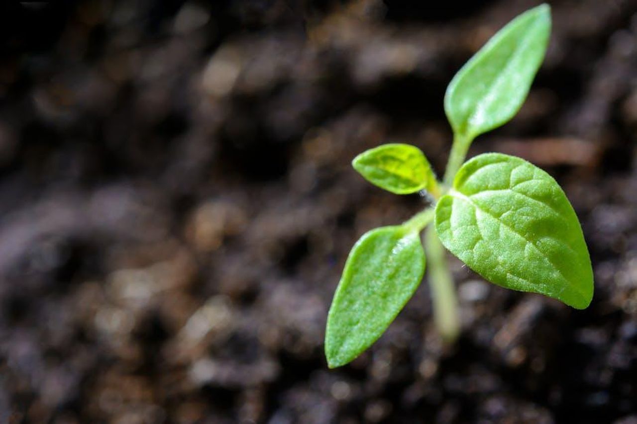 Le_dichiarazioni_di_Lundgren_su_Krokdal_FVeQpHb1vO - Confidenze24 Source: AS Photography - pexels - Vibrant close-up of a young tomato seedling sprouting in the soil.