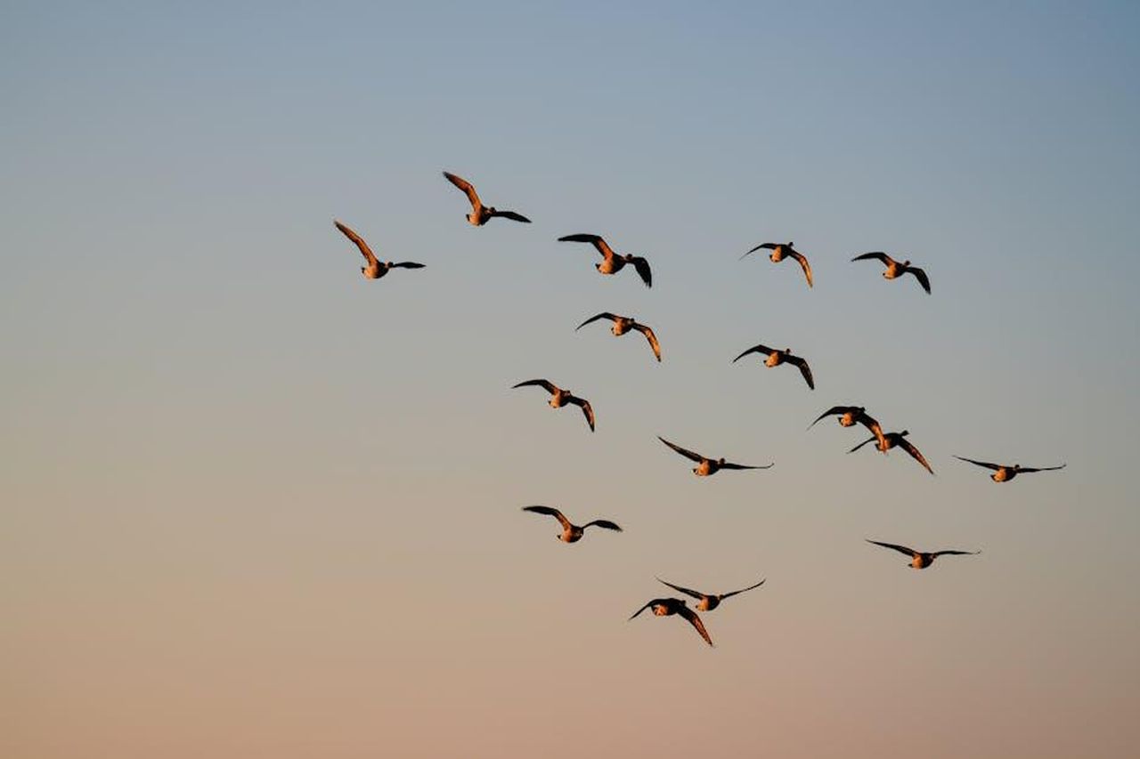 Le_dinamiche_di_gruppo_e_il_dramma_jhPBUyrLOB - Confidenze24 Source: David Kanigan - pexels - Daybreak. 37° F. Feb 26, 2025. Cove Island Park, Stamford, CT