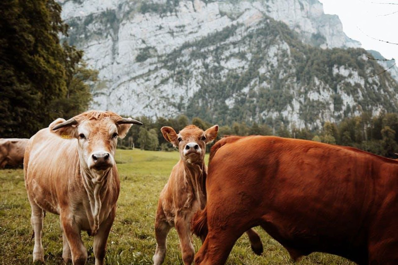 Le_gioie_stagionali_e_le_festivit_a_La_Paisible_aQN2cLEQLt - Confidenze24 Source: Naomi Salome - pexels - Cattle grazing in a picturesque alpine meadow with majestic mountain backdrop.