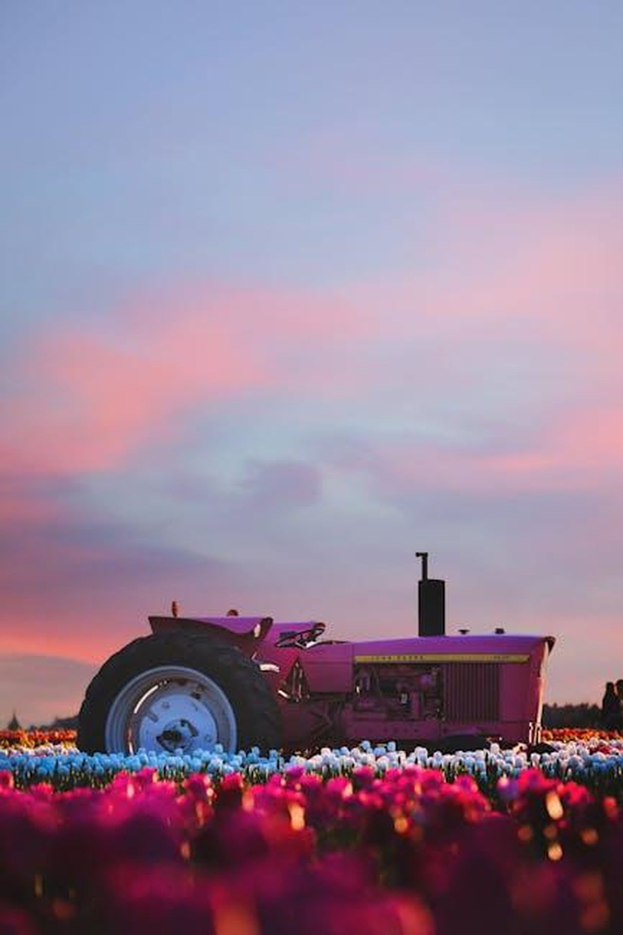 Le_operazioni_di_Kim_Woodburn_nel_passato_GnbsuIEgDy - Confidenze24 Source: Tabitha Mort - pexels - A stunning pink tractor in vibrant tulip fields during a picturesque sunset in Woodburn, Oregon.