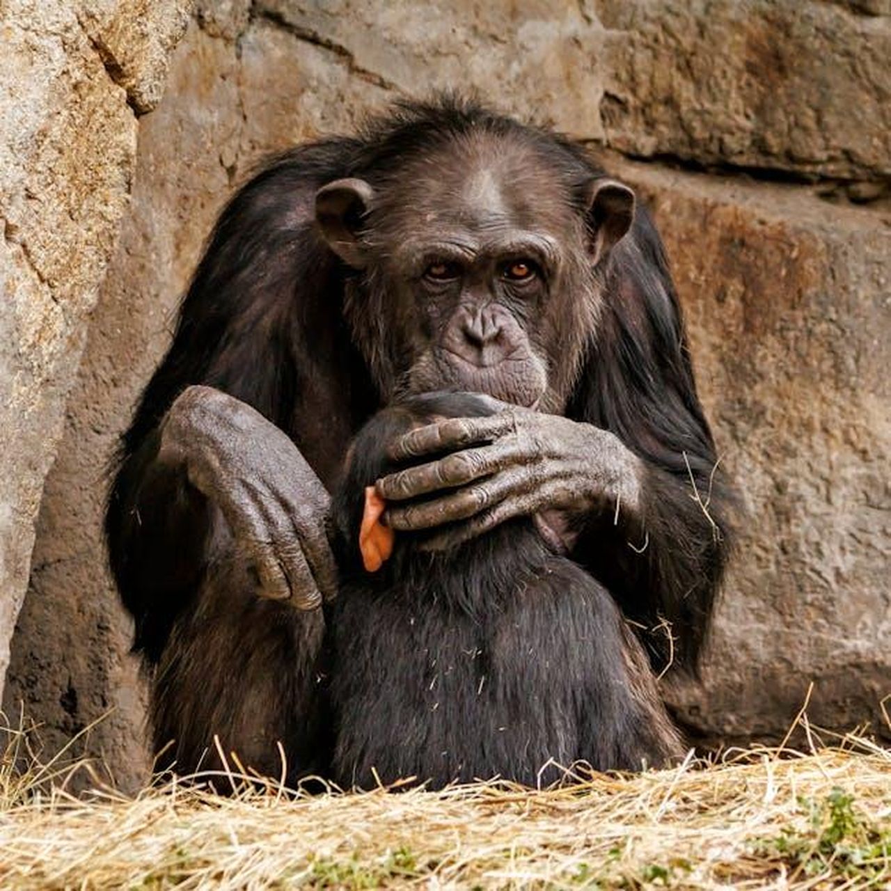 Le_parole_damore_delle_figlie_per_Bruce_cR25xiLnvK - Confidenze24 Source: Guerrero De la Luz - pexels - Heartwarming image of a chimpanzee mother embracing her baby in a rocky shelter, depicting maternal bond.