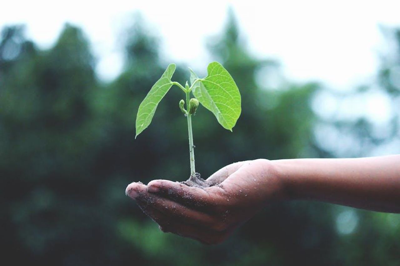 Le_parole_di_Hoda_sulla_loro_separazione_iV1ZBgd4A7 - Confidenze24 Source: Akil Mazumder - pexels - A young sapling held in hands symbolizes growth and sustainability.