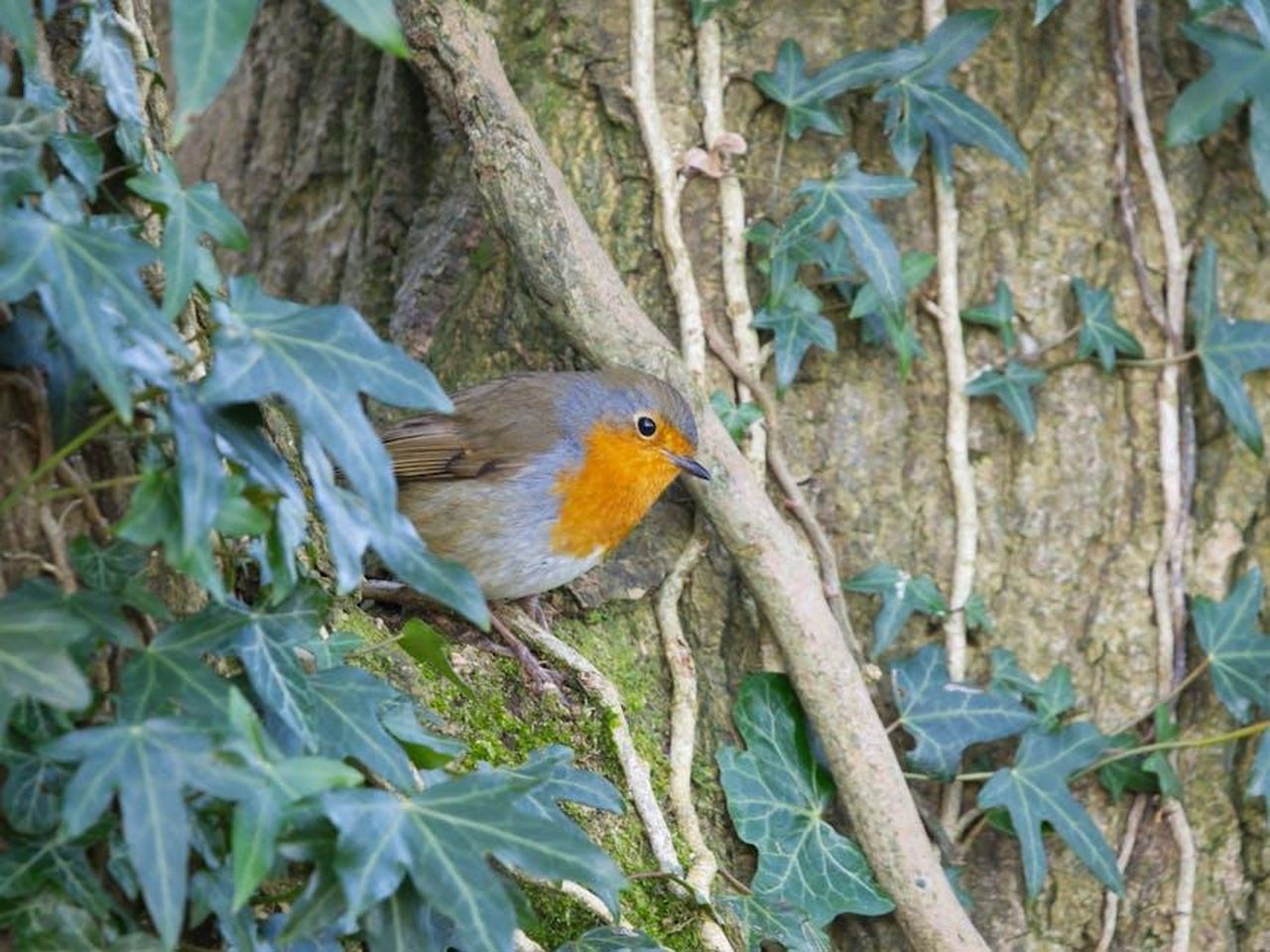 Lendorsement_di_Meghan_per_Motiva_GYtcyAru6I - Confidenze24 Source: Phil Mitchell - pexels - Close-up of a European Robin (Erithacus rubecula) on a tree with ivy in Northern Ireland.