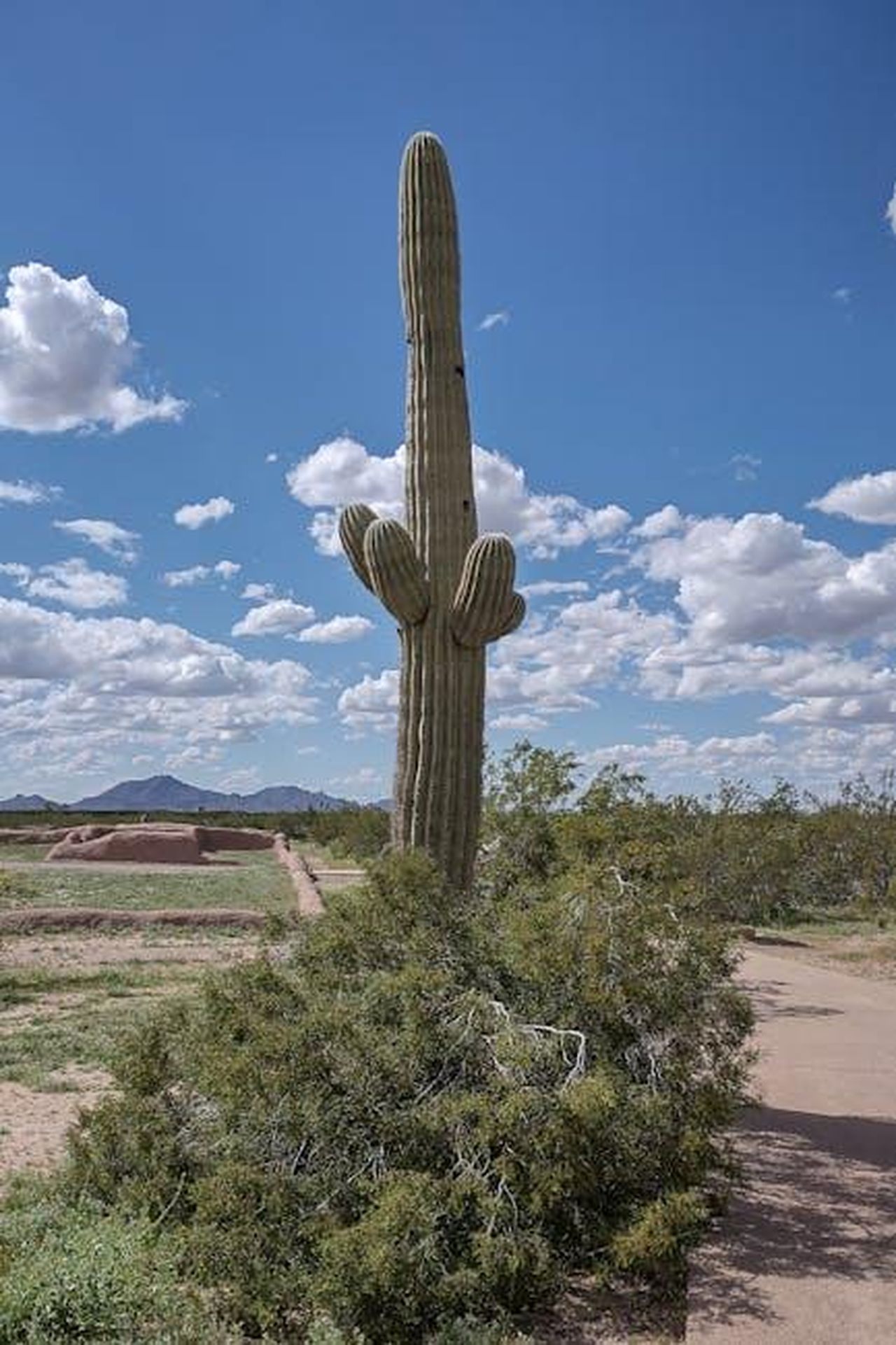 Limpatto_di_American_Pie_sulla_vita_personale_di_Coolidge_HNZitiNlgC - Confidenze24 Source: Lindsey Willard - pexels - Saguaro cactus standing in an arid Arizona desert under a bright blue sky.