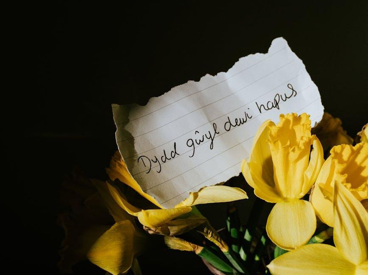 Limportanza_dellapprendimento_del_gallese_per_William_ick8LWwSIE - Confidenze24 Source: Lisa Fotios - pexels - Yellow daffodils with a handwritten note celebrating St. David's Day.