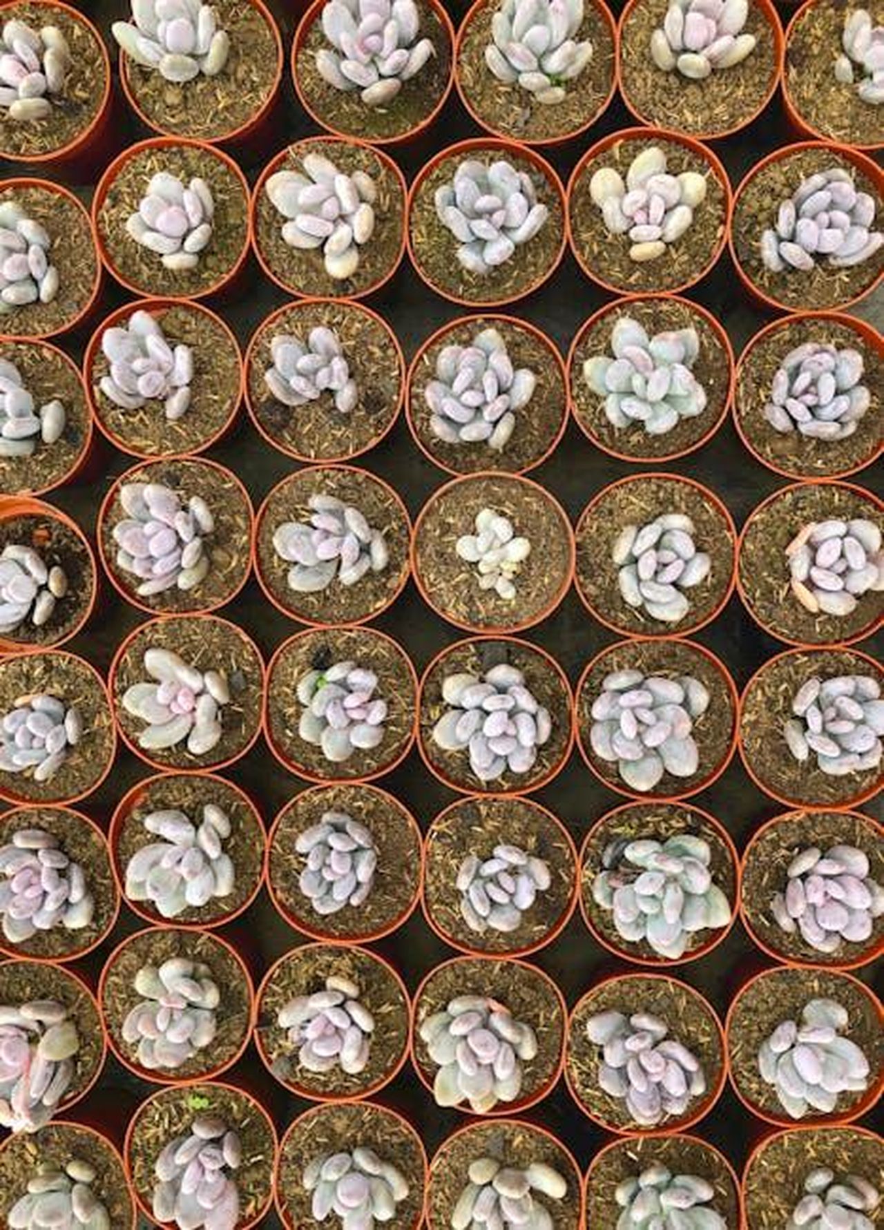 Ma_Sono_un_Giardiniere_Eccellente_9Zgx3olO0o - Confidenze24 Source: Vanessa P - pexels - Aerial view of multiple potted succulent plants neatly arranged in rows, showcasing a variety of textures.
