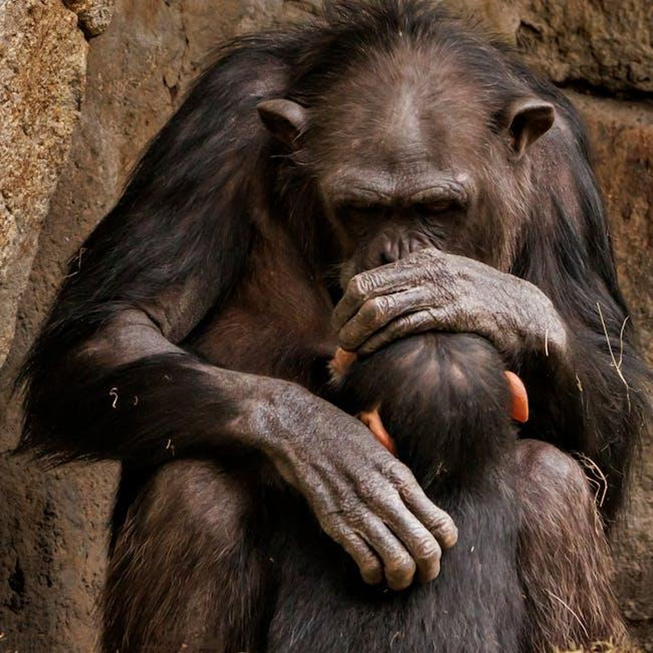 Mark_Wright_non_vede_lora_che_Michelle_partorisca_tmnvp4BPl7 - Confidenze24 Source: Guerrero De la Luz - pexels - A chimpanzee parent embracing its young in a tender moment, showcasing strong emotional bonds.