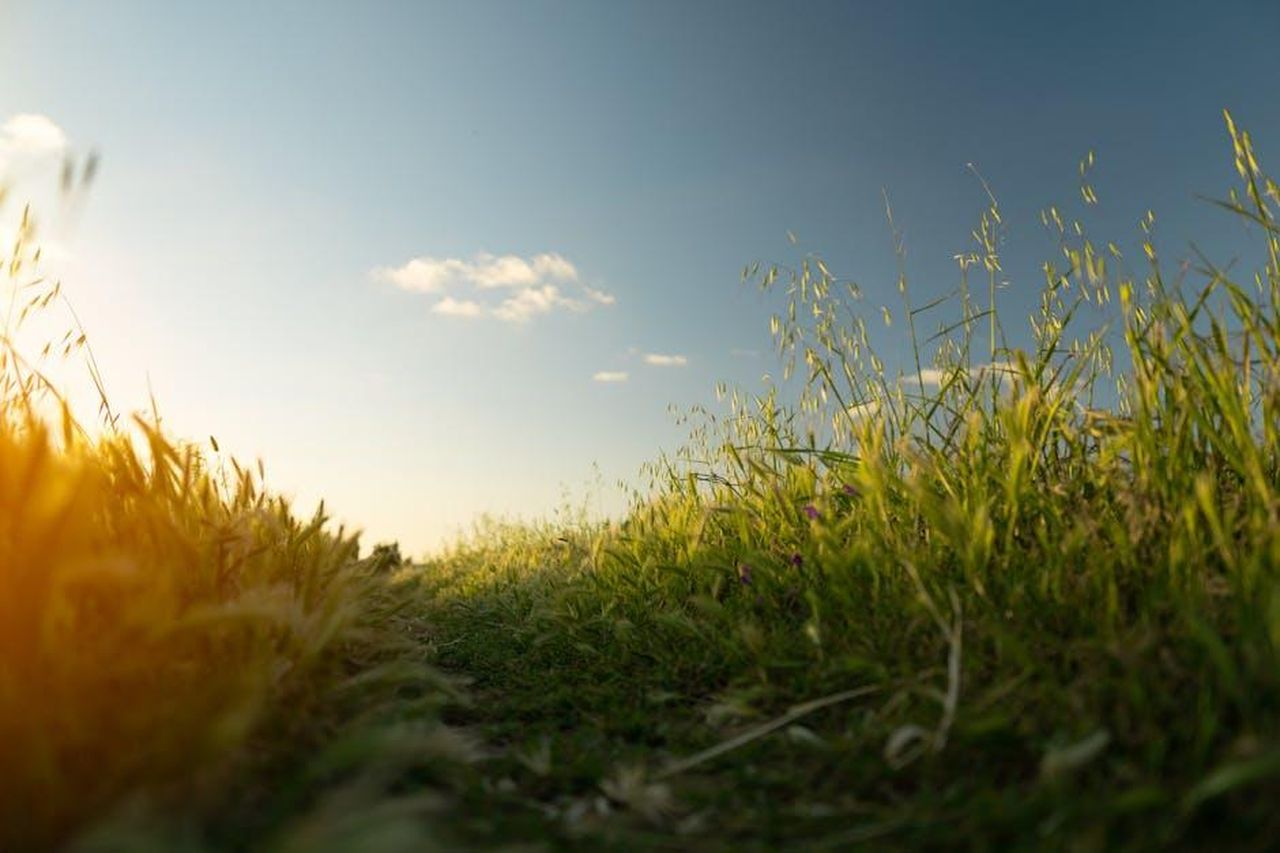 Matt_Baker_parla_della_sua_doppia_vita_O5OwXiZ47o - Confidenze24 Source: Hassan OUAJBIR - pexels - Capture of a tranquil grass field under a clear sky during sunset in Rabat, Morocco.