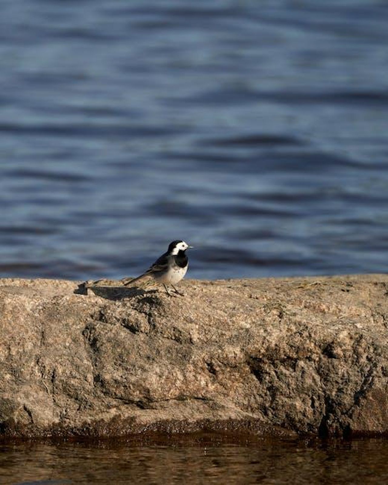 Minacce_di_Morte_e_Comportamenti_Inquietanti_XESkIZsFOG - Confidenze24 Source: Barnabas Davoti - pexels - White wagtail perched on a rock by the water in Noresund, Norway.