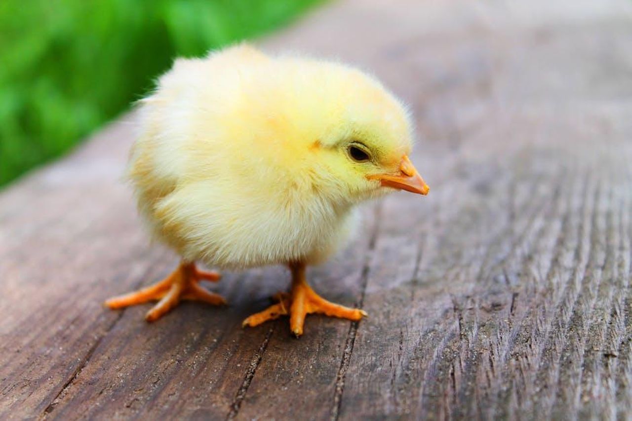 Mini_Waffle_Maker_PEEPS_x_Dash_Chick_BK0Hx0WhMT - Confidenze24 Source: Pixabay - pexels - Close-up of a fluffy yellow chick standing on a wooden surface, showcasing its soft down feathers.