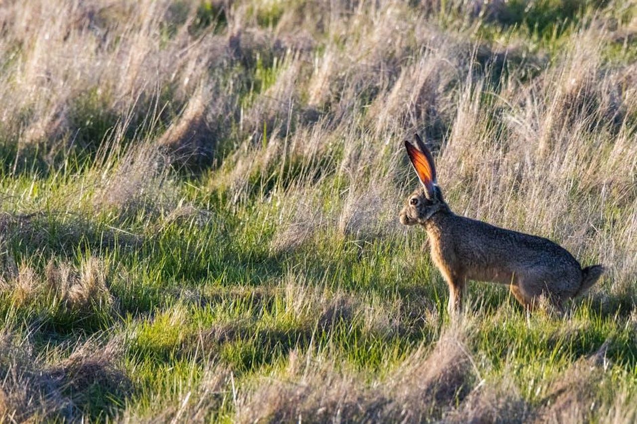 Pesci_19_Febbraio__20_Marzo_IIFMEvrWhf - Confidenze24 Source: Robert So - pexels - A solitary hare with prominent ears in a grassy field during sunset.