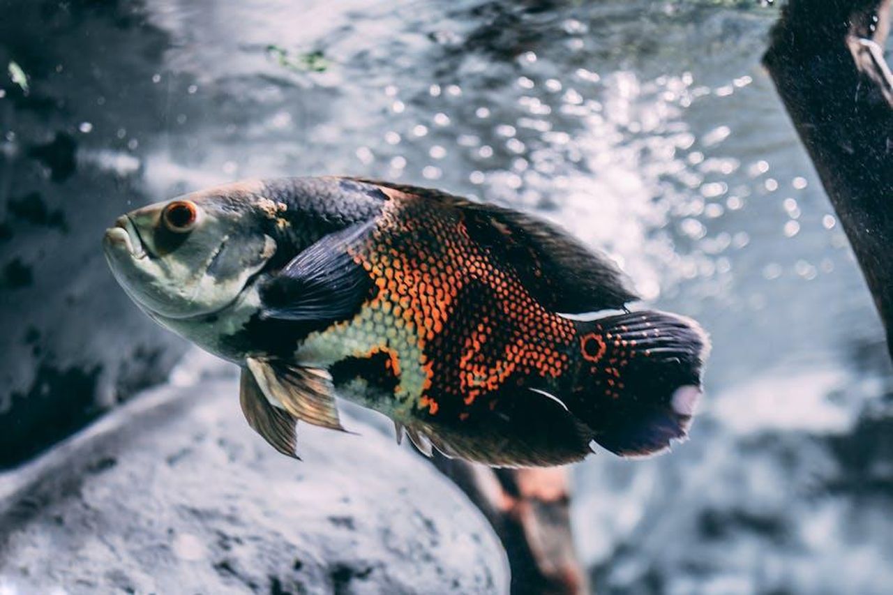 Previsioni_per_gli_Oscar_2025_5Pk8zlPvS2 - Confidenze24 Source: Enrique Grisales - pexels - Close-up of a colorful oscar fish swimming gracefully underwater.