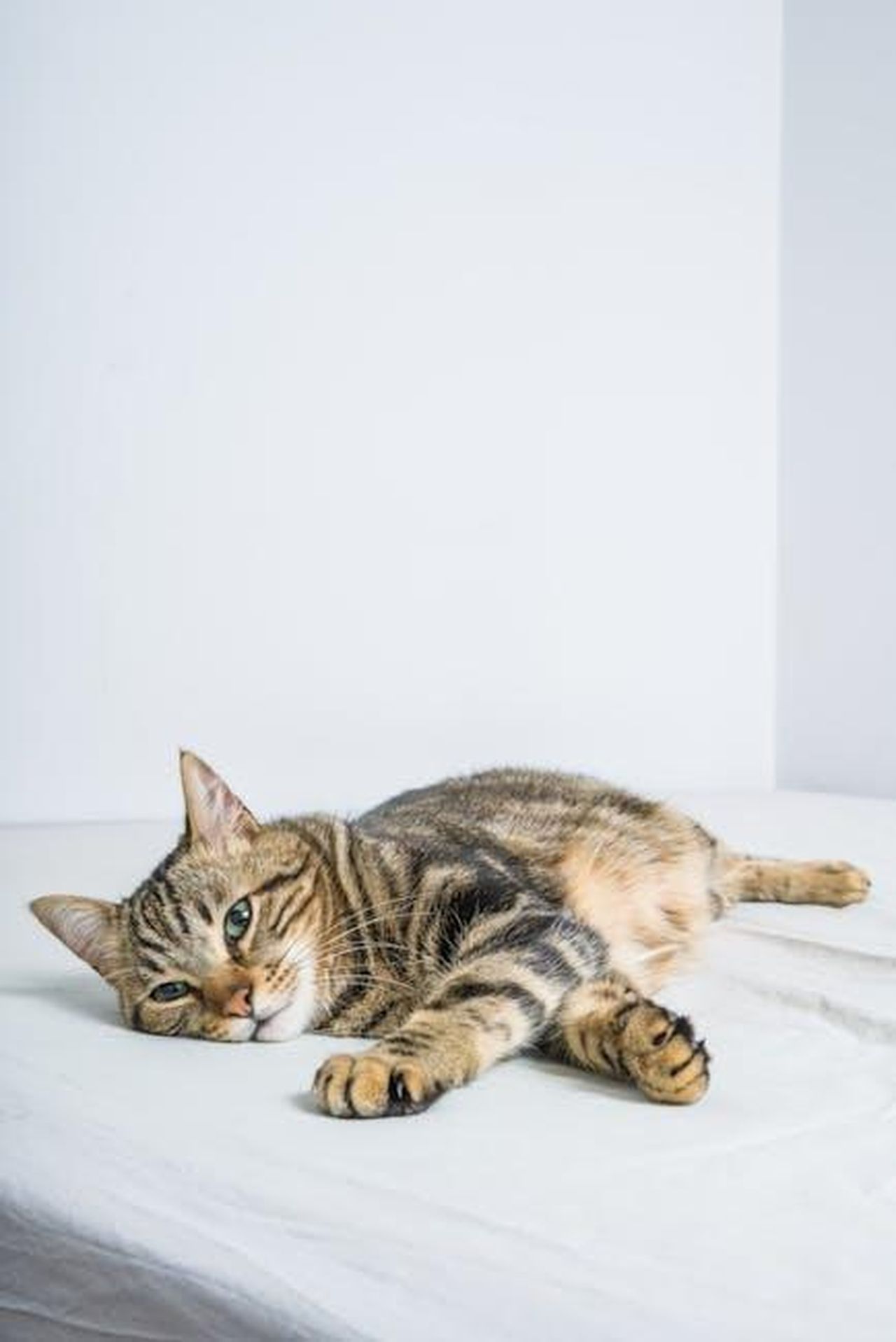 Quanto_tempo_rimarr_Bex_in_EastEnders_djyaQFi6K3 - Confidenze24 Source: Kraken Images - pexels - A peaceful tabby cat lying down on a white bed indoors, showcasing its relaxed demeanor.