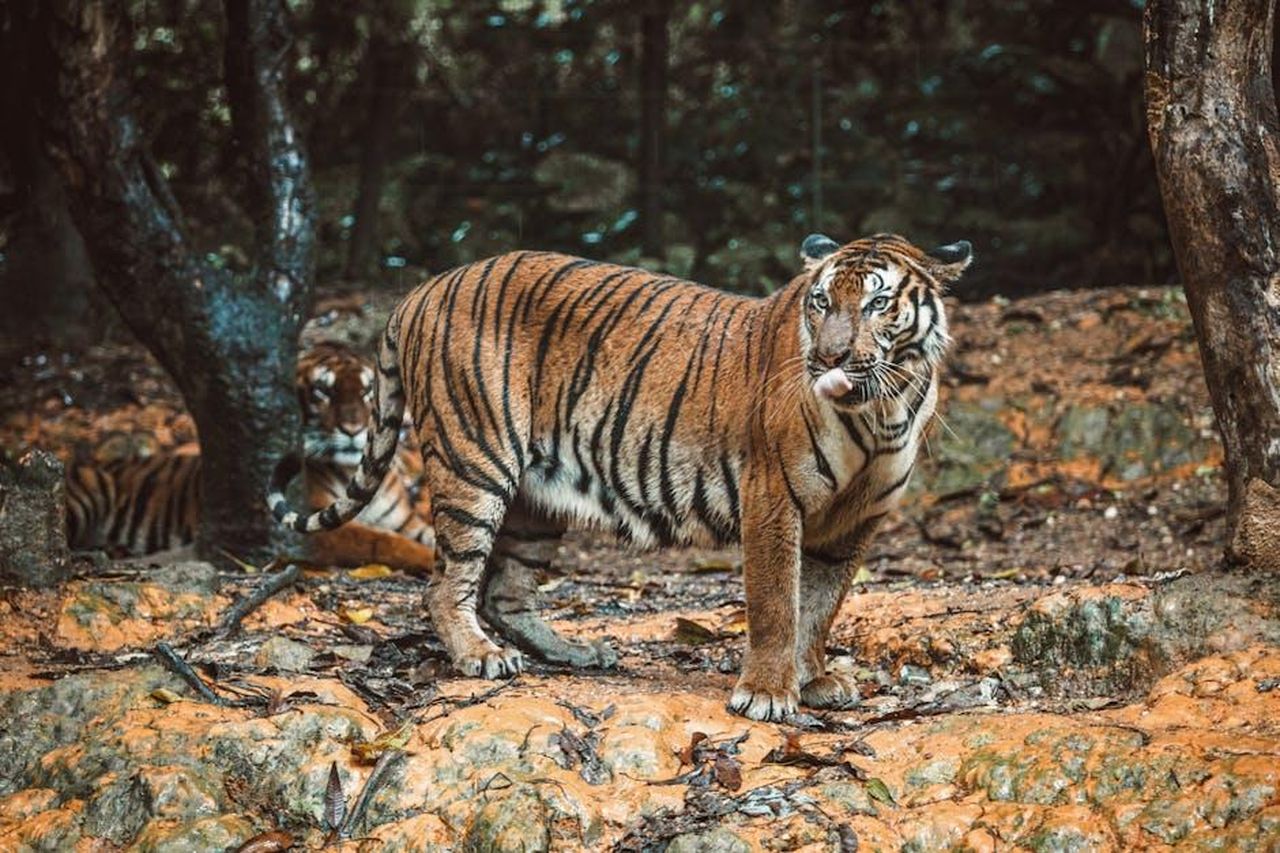Rachel_Uchitel_e_il_passato_con_Tiger_Woods_caYD5iSh6Q - Confidenze24 Source: Mehmet Turgut Kirkgoz - pexels - Bengal tiger standing in a forest, showcasing its majestic nature and habitat.