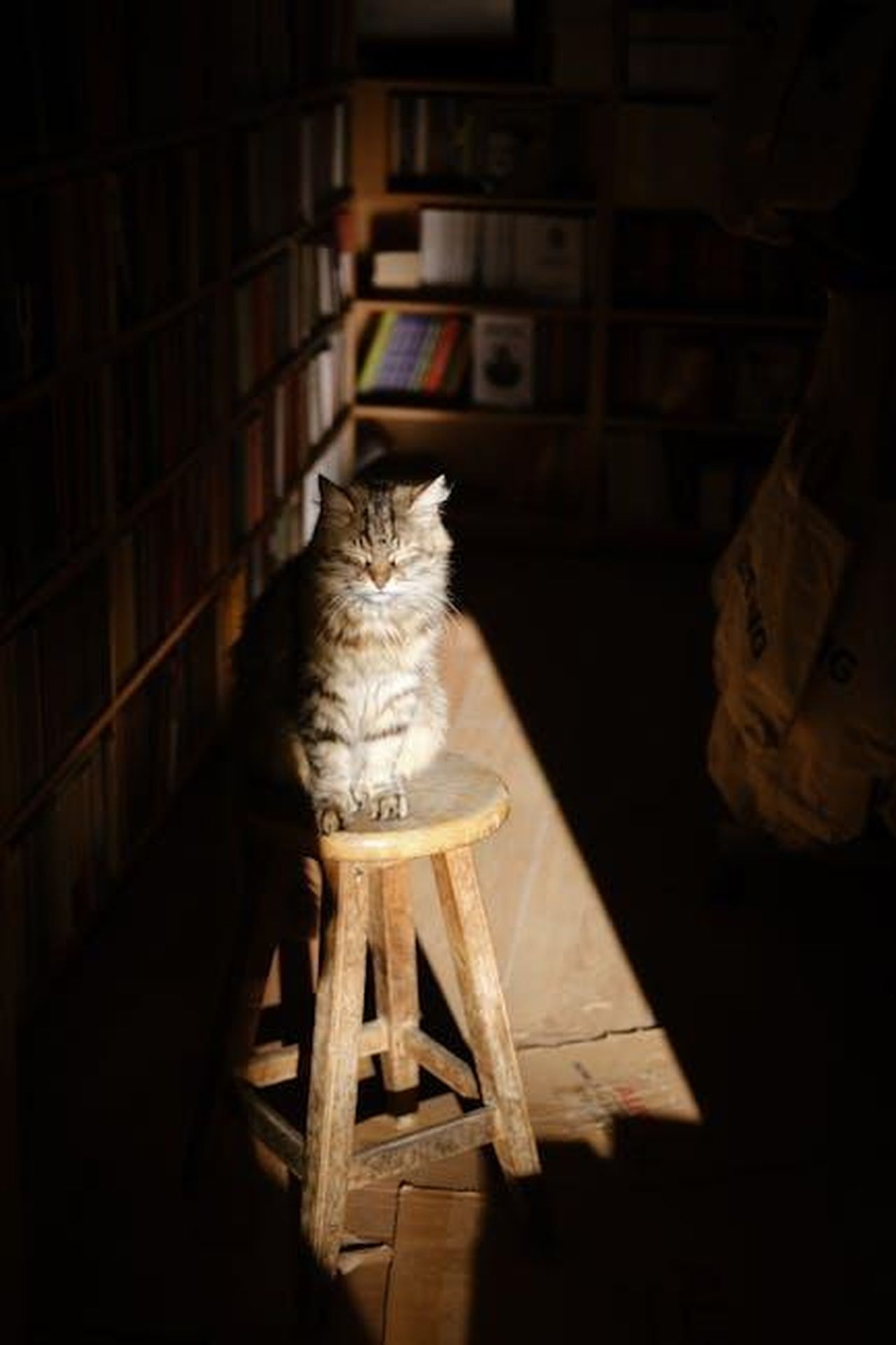 Recensioni_Positive_Gli_Utenti_Apprezzano_Ra1HcVpxr0 - Confidenze24 Source: Kübra Kuzu - pexels - A relaxed tabby cat basking in sunlight on a stool inside a Turkish bookshop.