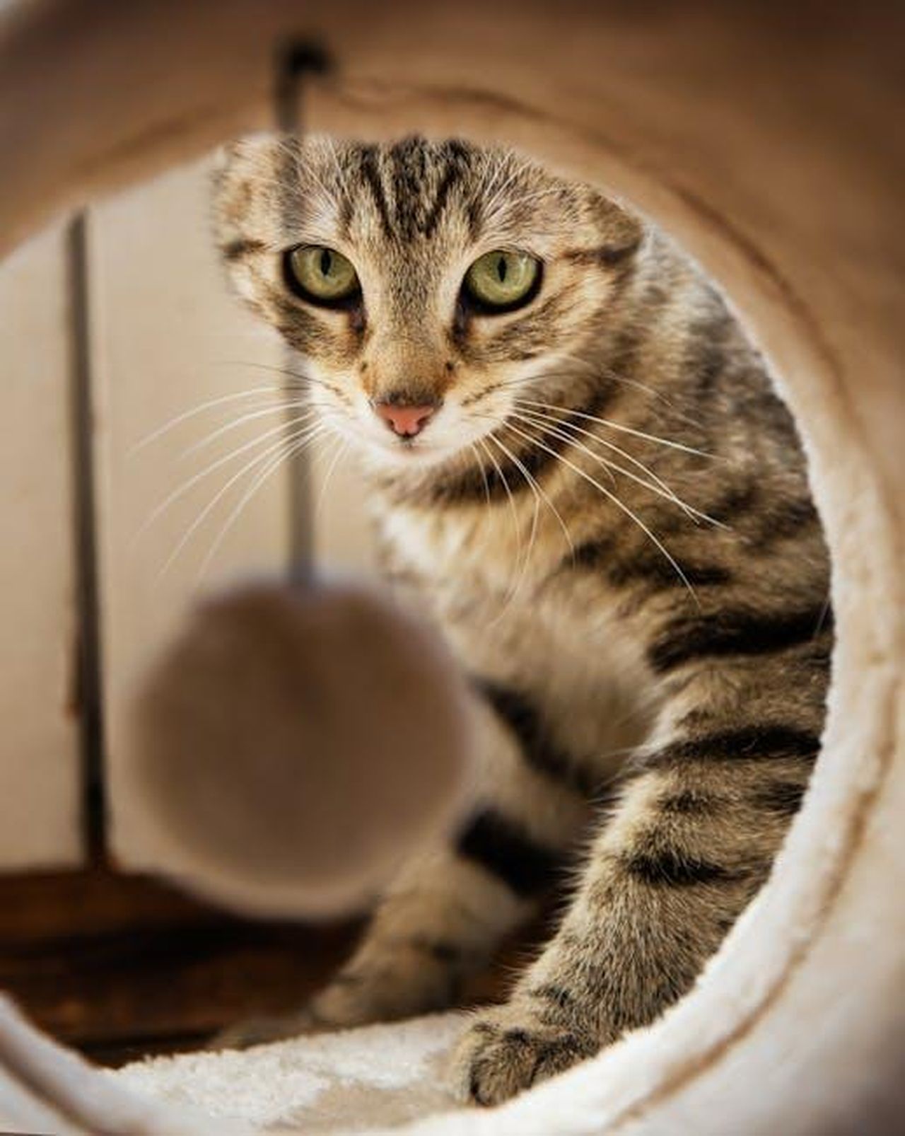 Recensioni_dei_clienti_sui_giocattoli_GBSYU_nhiONDSXHS - Confidenze24 Source: Pixabay - pexels - A playful tabby cat intently looking through a tube at a toy ball indoors.