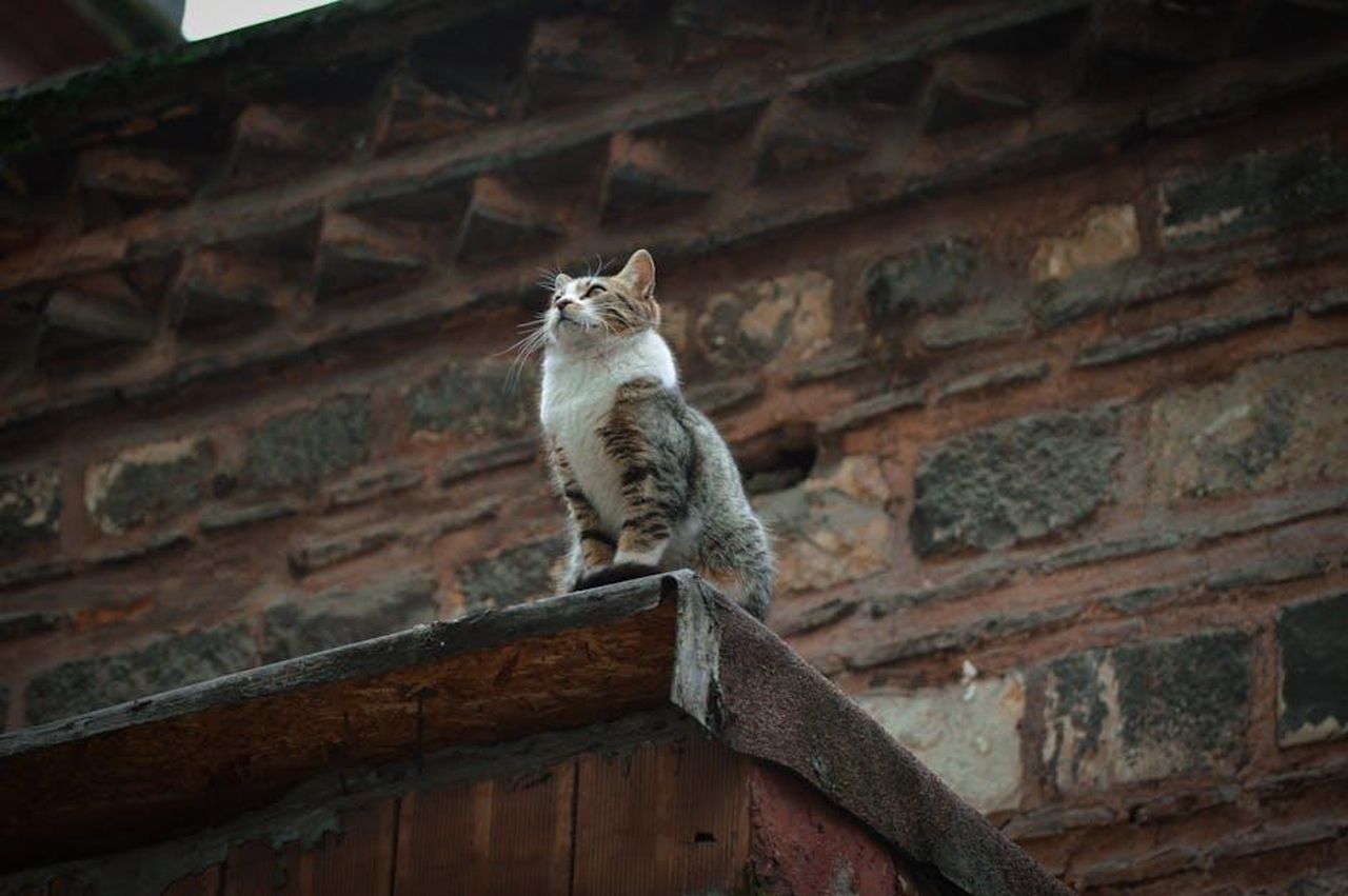 Recensioni_dei_clienti_sul_Pet_Craft_Supply_Kitty_Condor_x2XIvL4mP7 - Confidenze24 Source: Fatih Özer - pexels - A tabby cat confidently sits on a brick building rooftop looking into the distance.