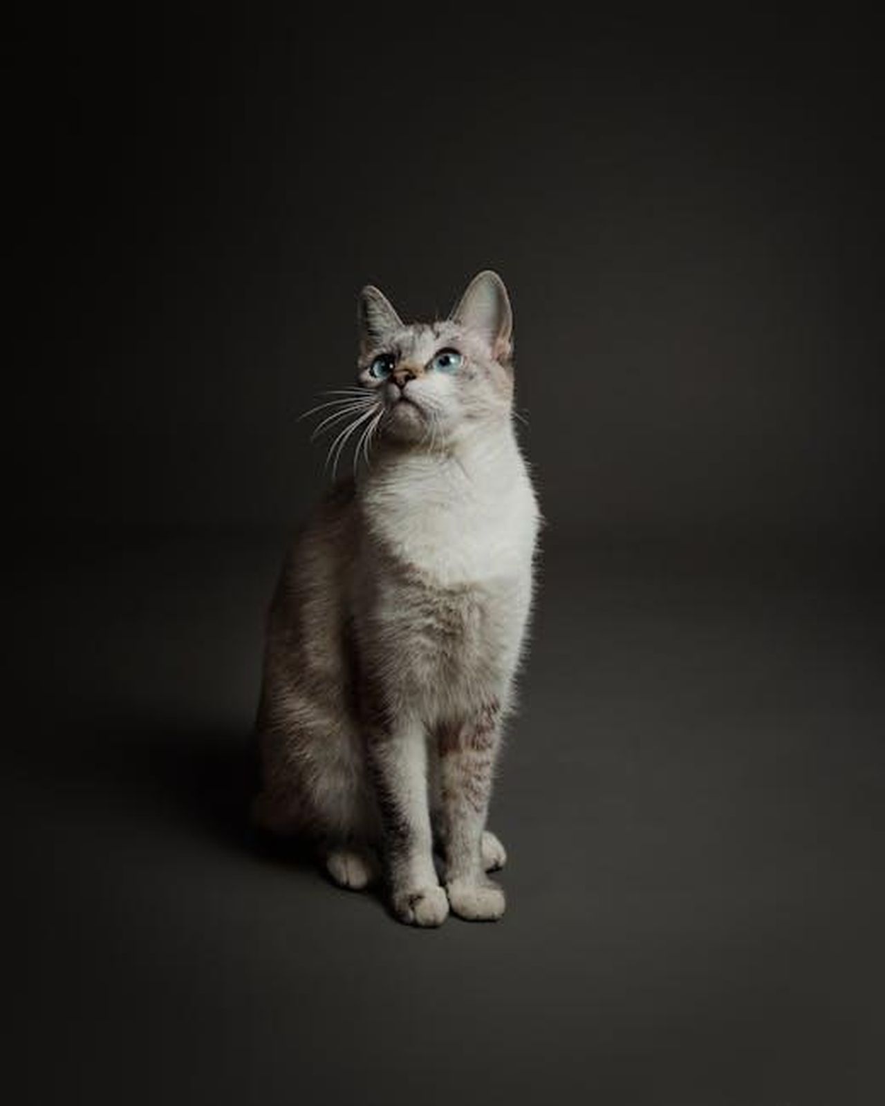 Recensioni_dei_genitori_di_animali_domestici_aPqAl4tKjT - Confidenze24 Source: Pedro Maier - pexels - A poised Siamese cat with striking blue eyes stares inquisitively in a minimalist studio setting.