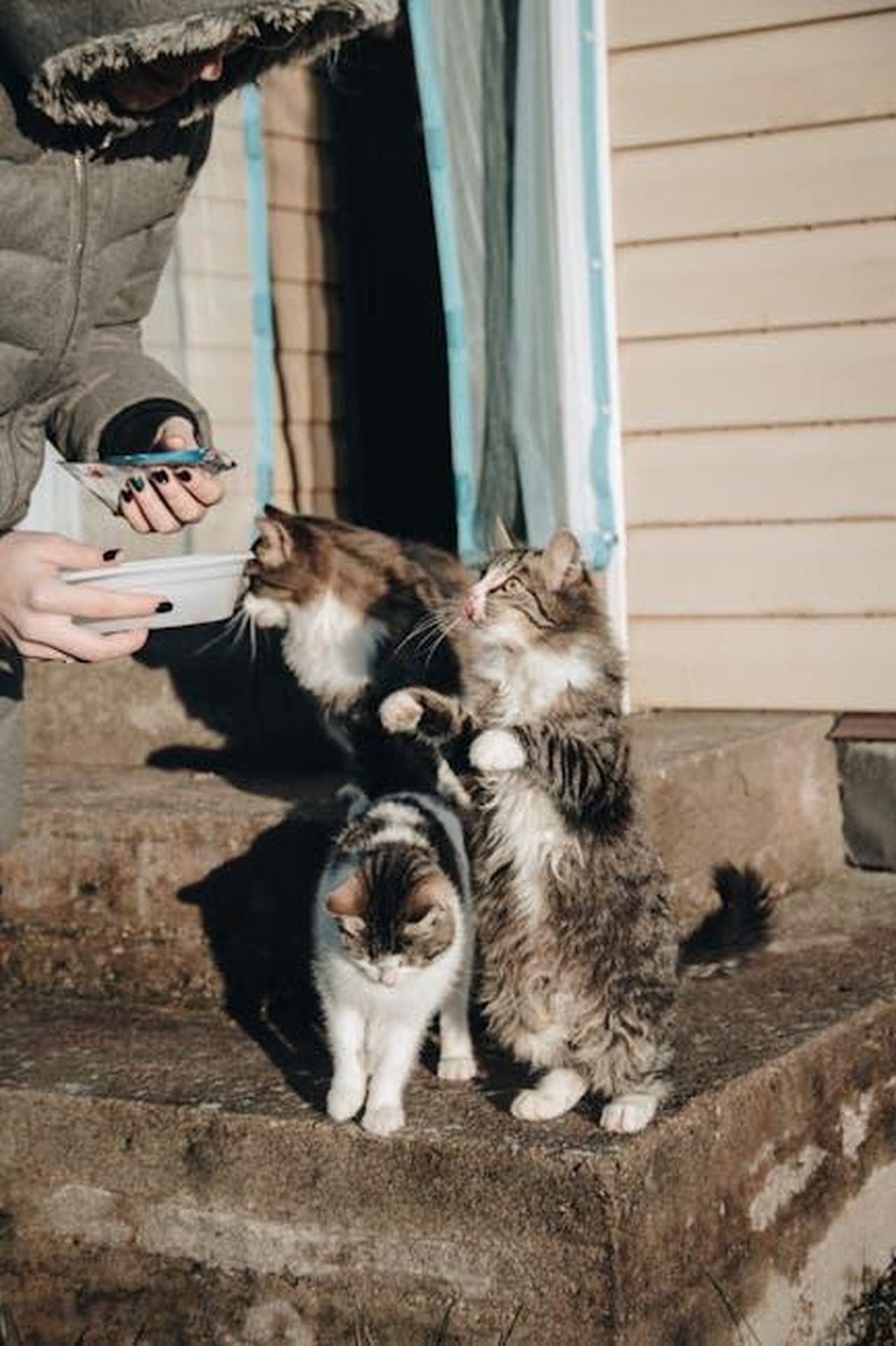 Recensioni_dei_genitori_di_gatti_sui_Minnows_37gQ8ujXR2 - Confidenze24 Source: NastyaSensei - pexels - Three cats eagerly waiting for food on outdoor steps. Captured in warm sunlight, showcasing feline curiosity.