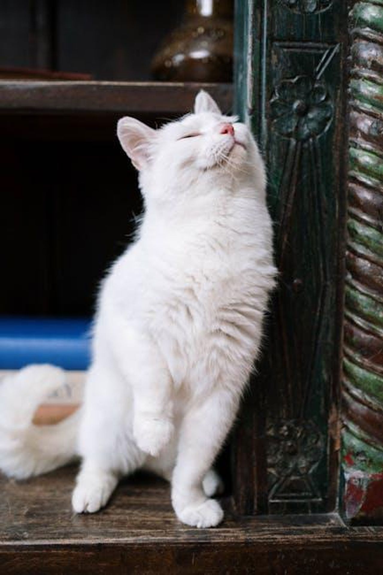 Recensioni_dei_genitori_di_gatti_sul_pennello_Aumuca_erGFJwraXz - Confidenze24 Source: cottonbro studio - pexels - A white cat affectionately rubs against carved wood indoors, exuding a serene and content atmosphere.