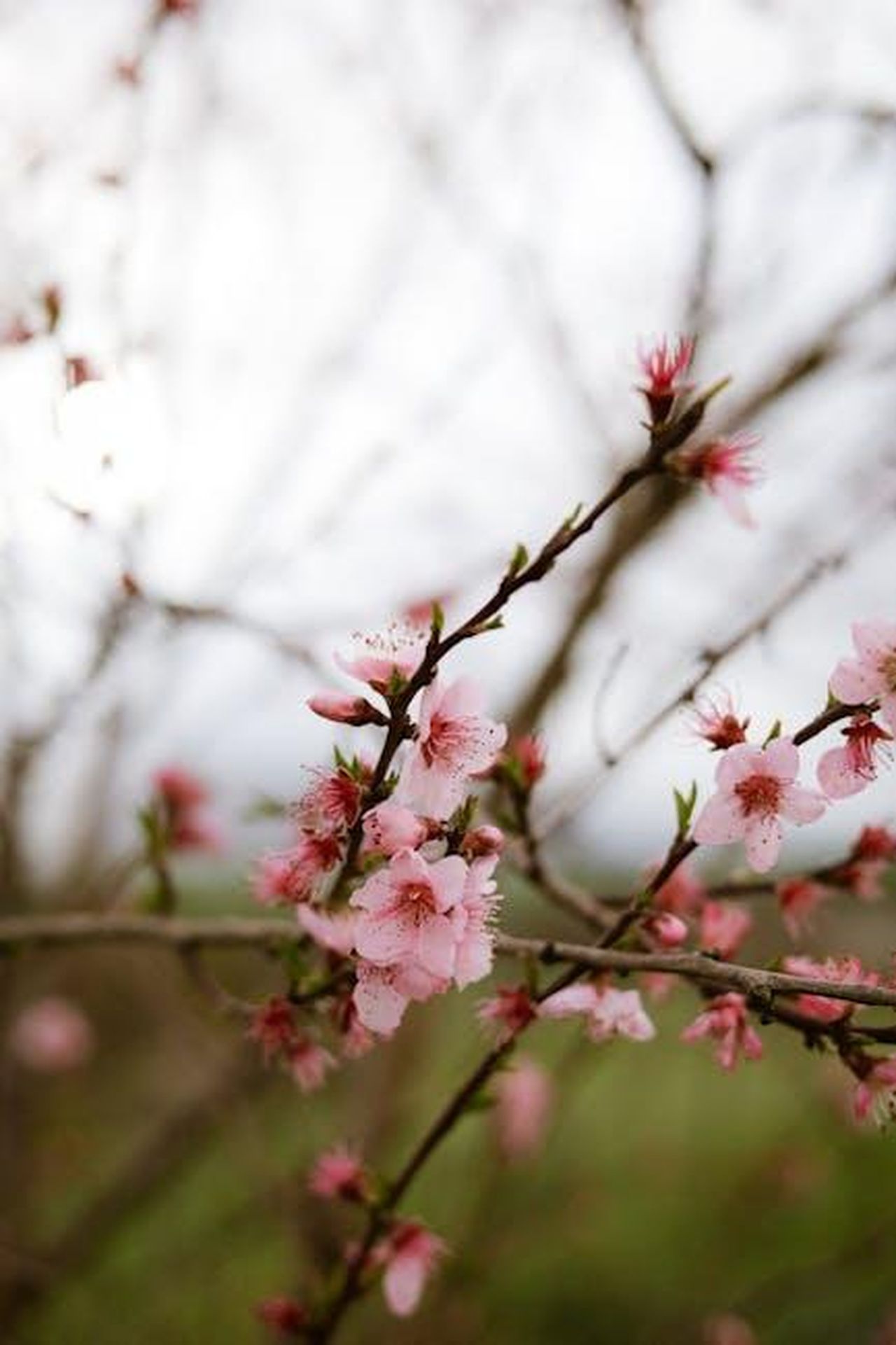 Recensioni_entusiastiche_per_Finery_Y5di2MRRuY - Confidenze24 Source: Nati - pexels - Close-up of cherry blossom flowers on branches, symbolizing spring.