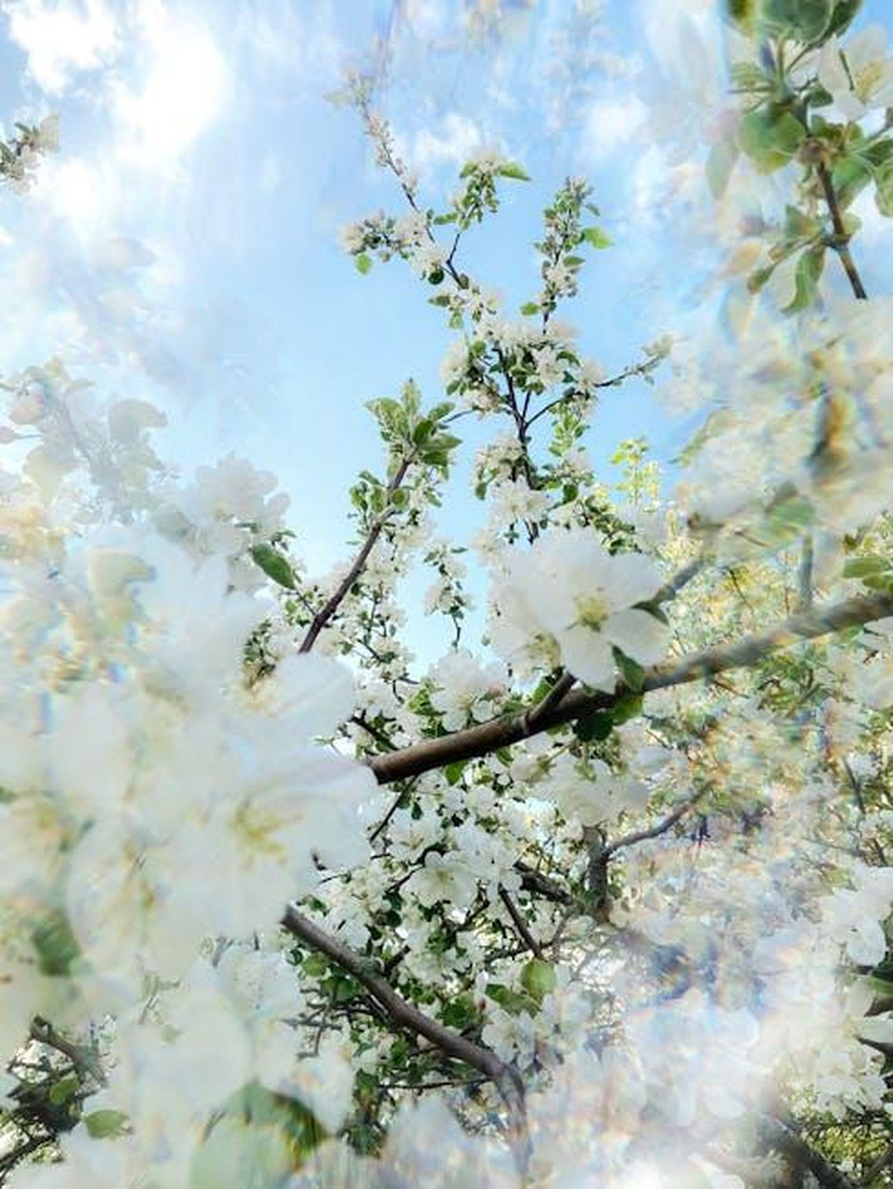 Recensioni_entusiastiche_per_il_profumo_Dream_Moon_MZjI1mAeSx - Confidenze24 Source: Eugene Golovesov - pexels - White blossoms on branches with a blue sky backdrop, evoking springtime vibrancy and renewal.