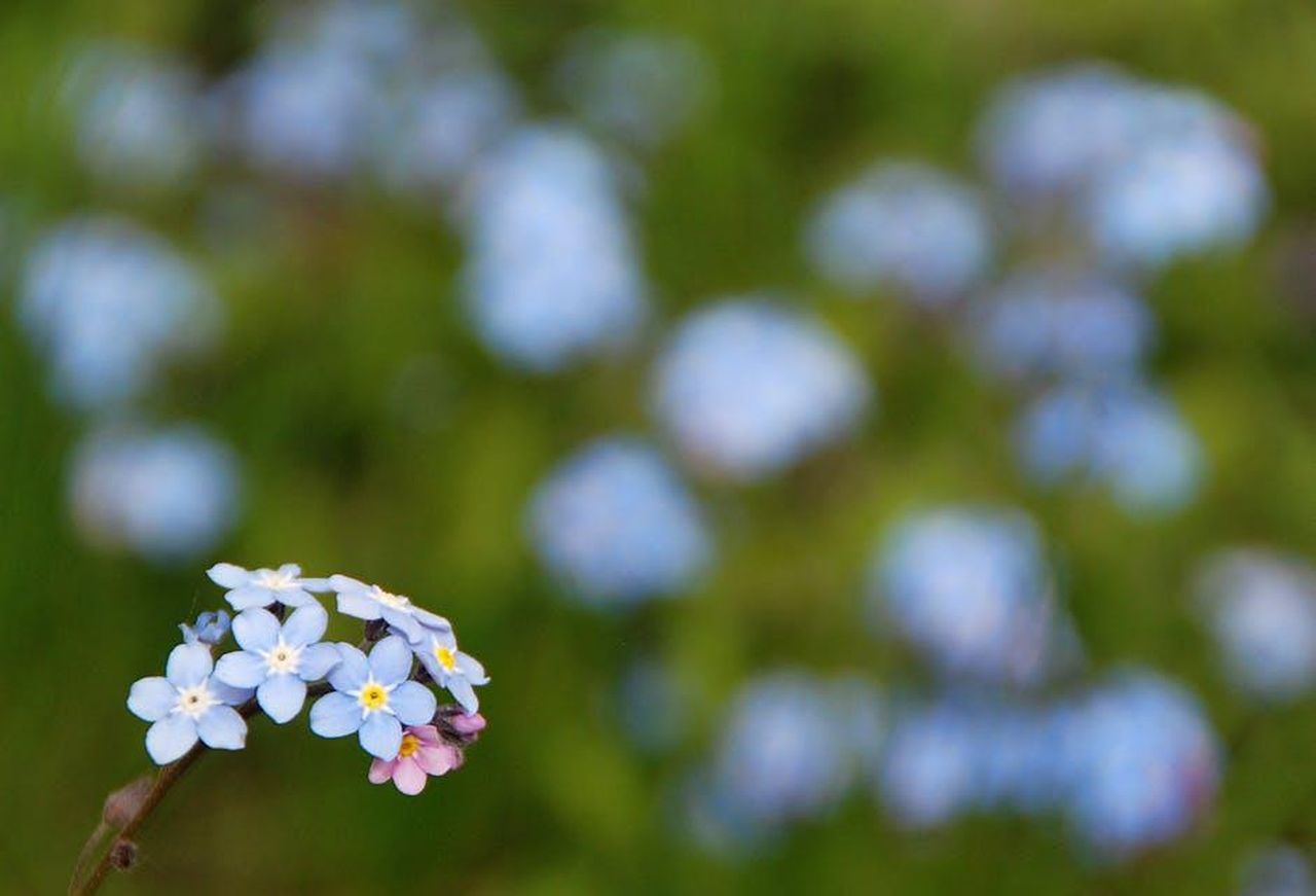 Ricordando_Theo_nKS31vRzdN - Confidenze24 Source: Pixabay - pexels - Delicate forget-me-not flowers blooming in a lush green field, captured in spring.