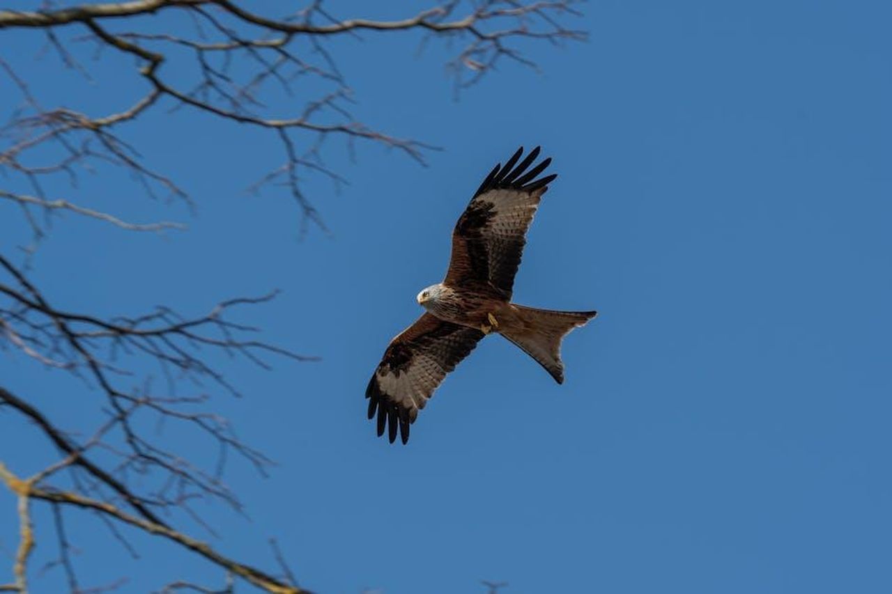 Ricordi_di_Con_Air_e_rifiuto_di_film_Marvel_lKSbXioqac - Confidenze24 Source: Gundula Vogel - pexels - A majestic Red Kite (Milvus milvus) soaring gracefully against a clear blue sky.