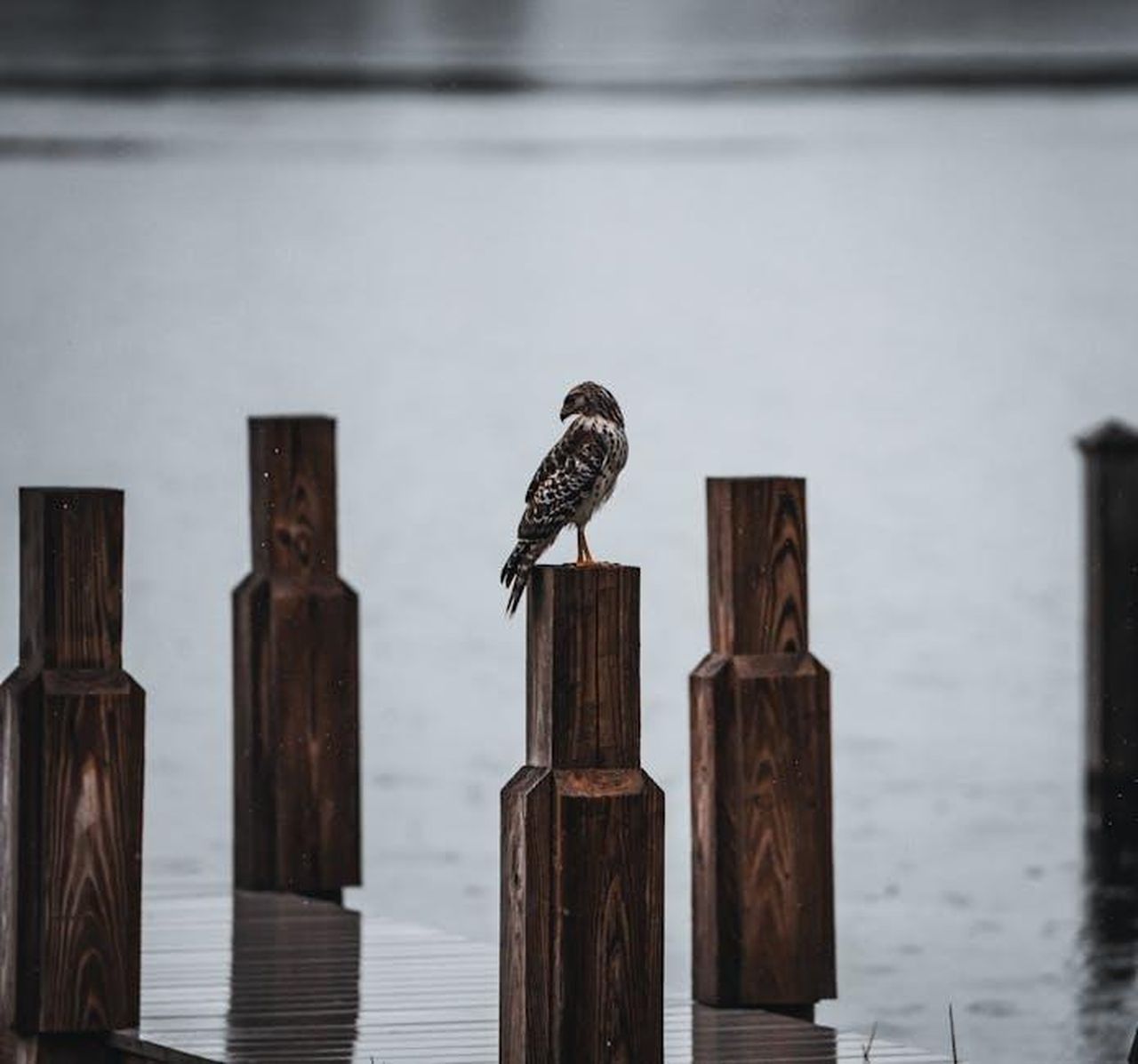 Riflessioni_di_Abigail_Hawk_su_Blue_Bloods_jQrK6tU2lM - Confidenze24 Source: Conrad Nevins - pexels - A Red-tailed Hawk perched on wooden posts by a tranquil lakeside.