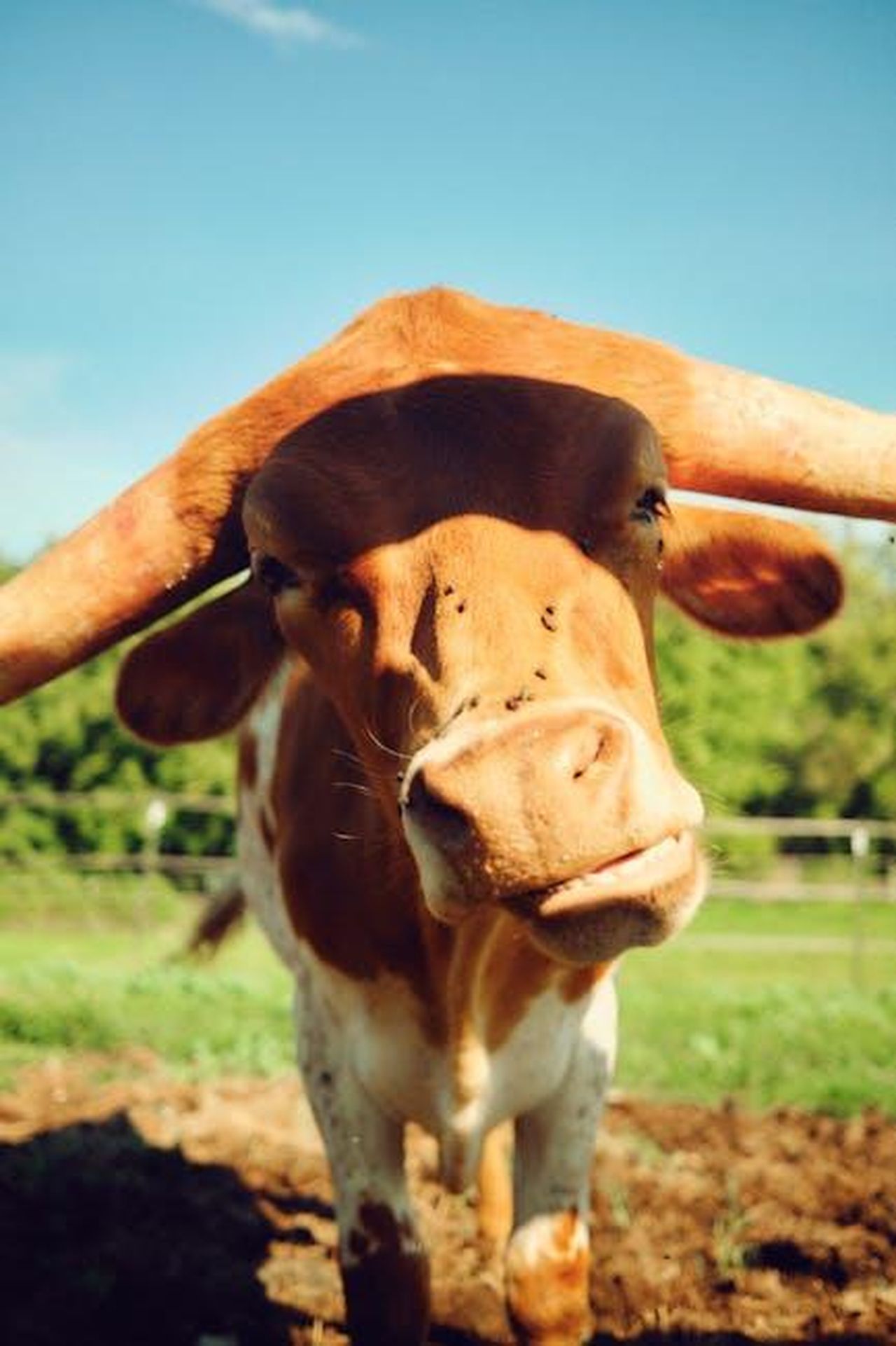 Riflessioni_su_This_Is_Us_e_il_suo_personaggio_Nicky_Pearson_Ltnzg4xi9c - Confidenze24 Source: Julian Dahl - pexels - A detailed image of a horned brown cow in a green field, showcasing its features on a clear day.