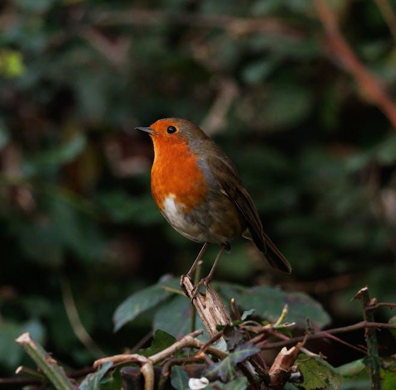 Riflessioni_sulla_percezione_di_Meghan_in_Gran_Bretagna_Woy4mGJkry - Confidenze24 Source: Ellie Burgin - pexels - Close-up of a European Robin perched on a branch in a natural setting.