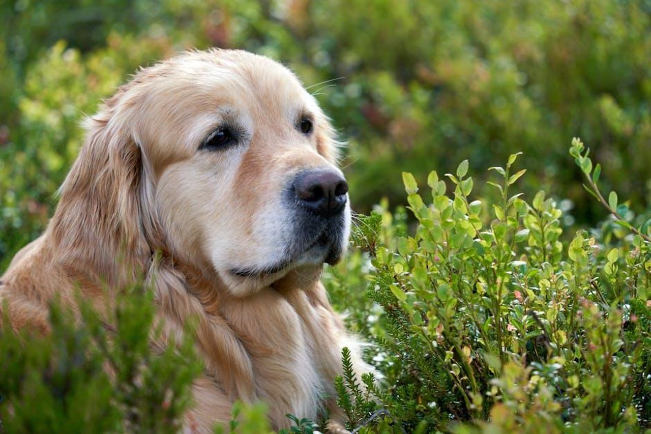 Robert_Irwin_e_la_dolcezza_di_Grace_con_Stella_VI2iAYx9HH - Confidenze24 Source: Barnabas Davoti - pexels - "Golden Summer Days: Blueberry Bush, Close-Up Portrait, Girl, Golden Retriever, Norway, Five Years Old, Summertime, Nature, Outdoors, Canine, Child, Blossom, Joy, Fur, Smile, Golden, Pup,...