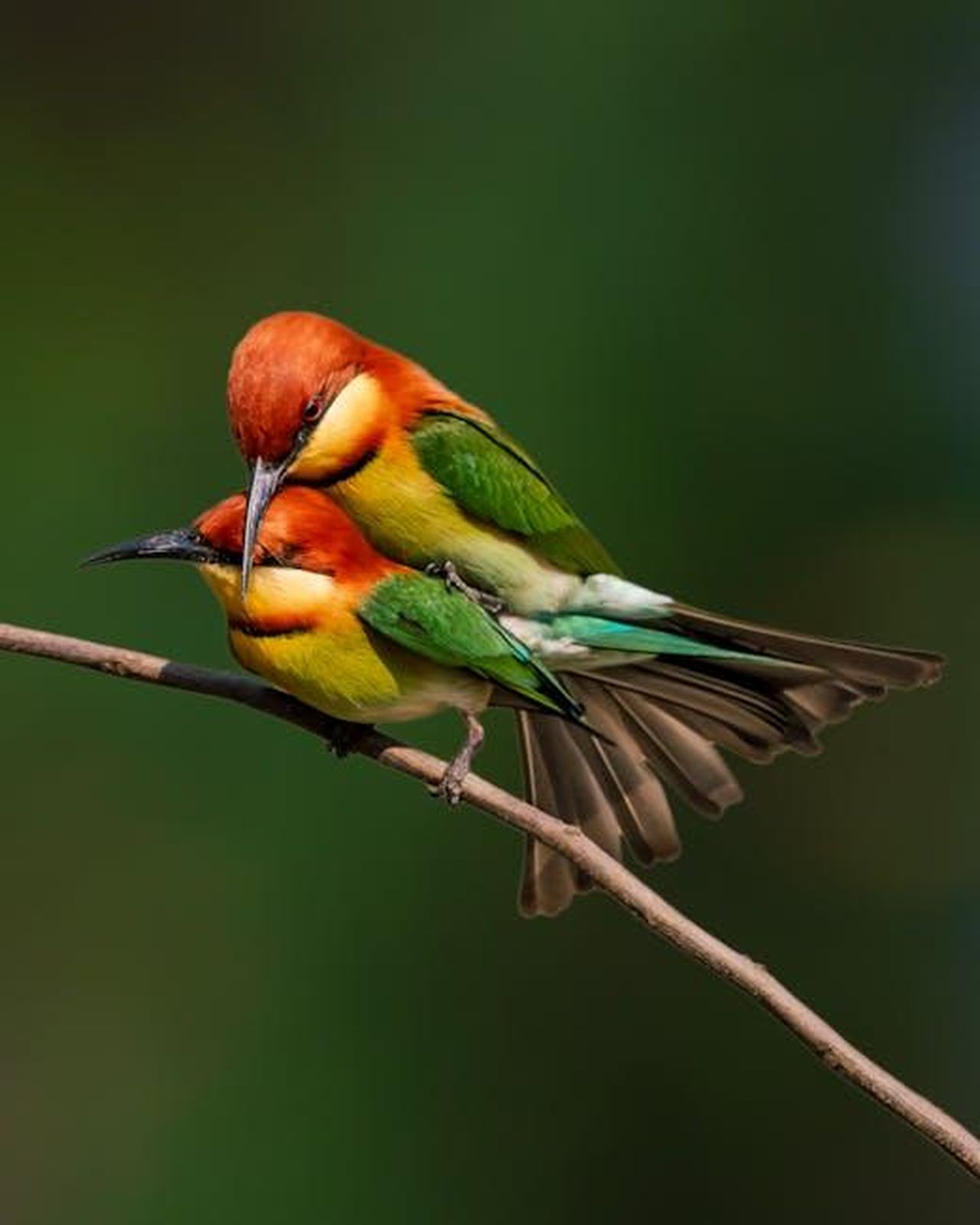 Seth_Green__stato_scelto_per_un_nuovo_ruolo_eqi0GN3c2i - Confidenze24 Source: Jit Roy - pexels - Chestnut Headed Bee Eater